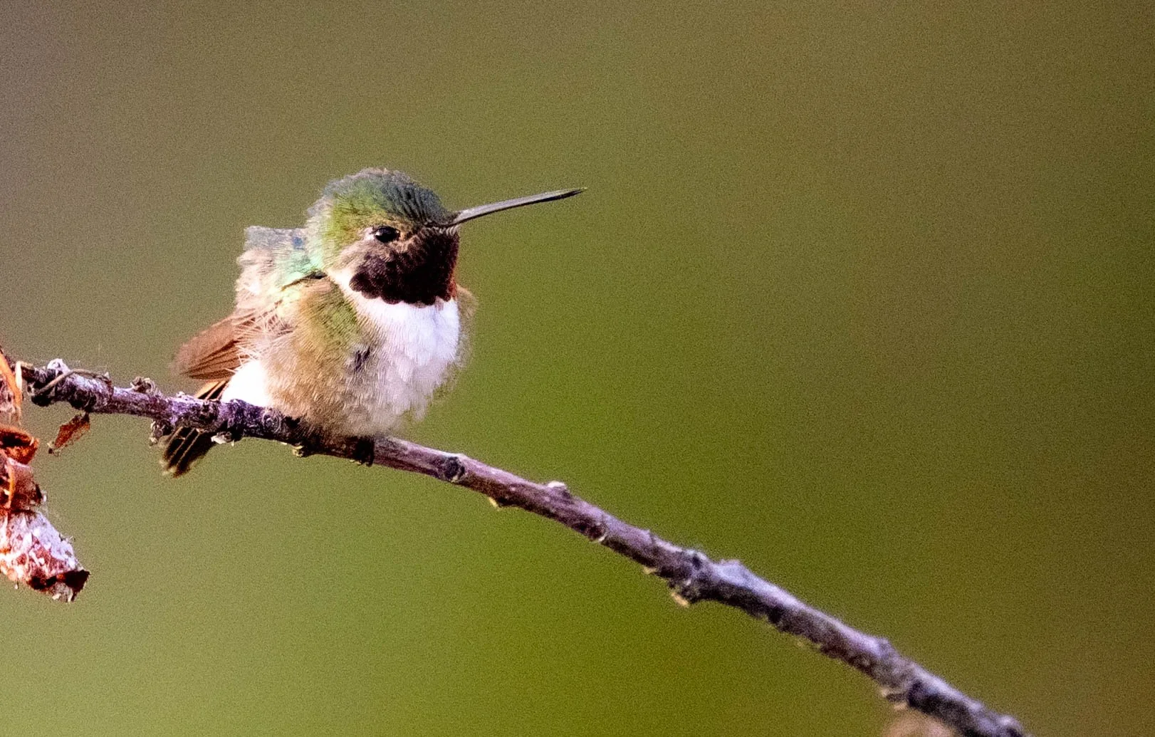 birds and lake district-17.jpg
