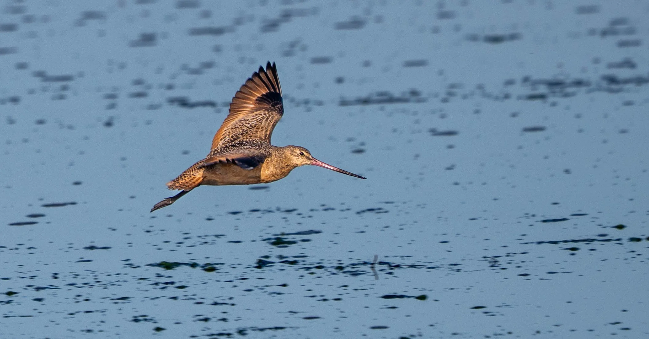Monterey Bay Landscape and Wildlife-3.jpg