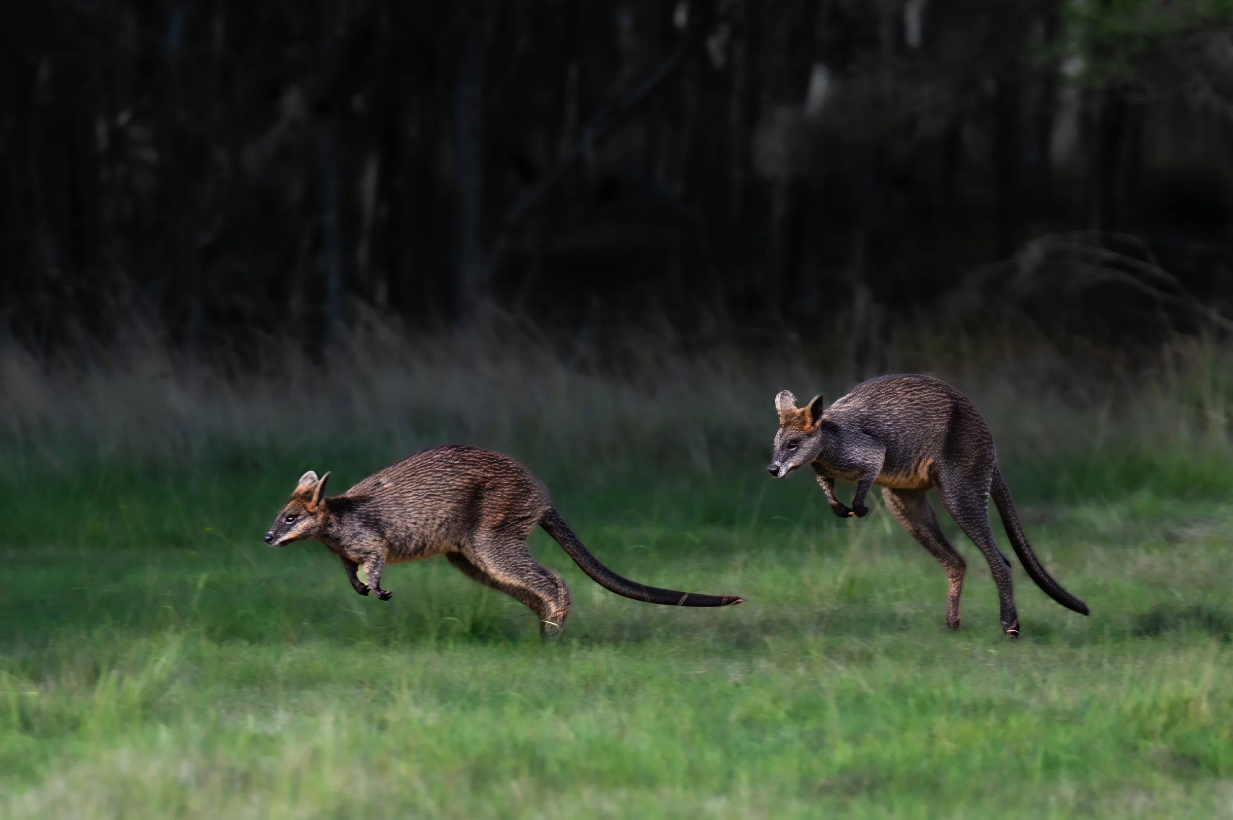 australia birds-2.jpg