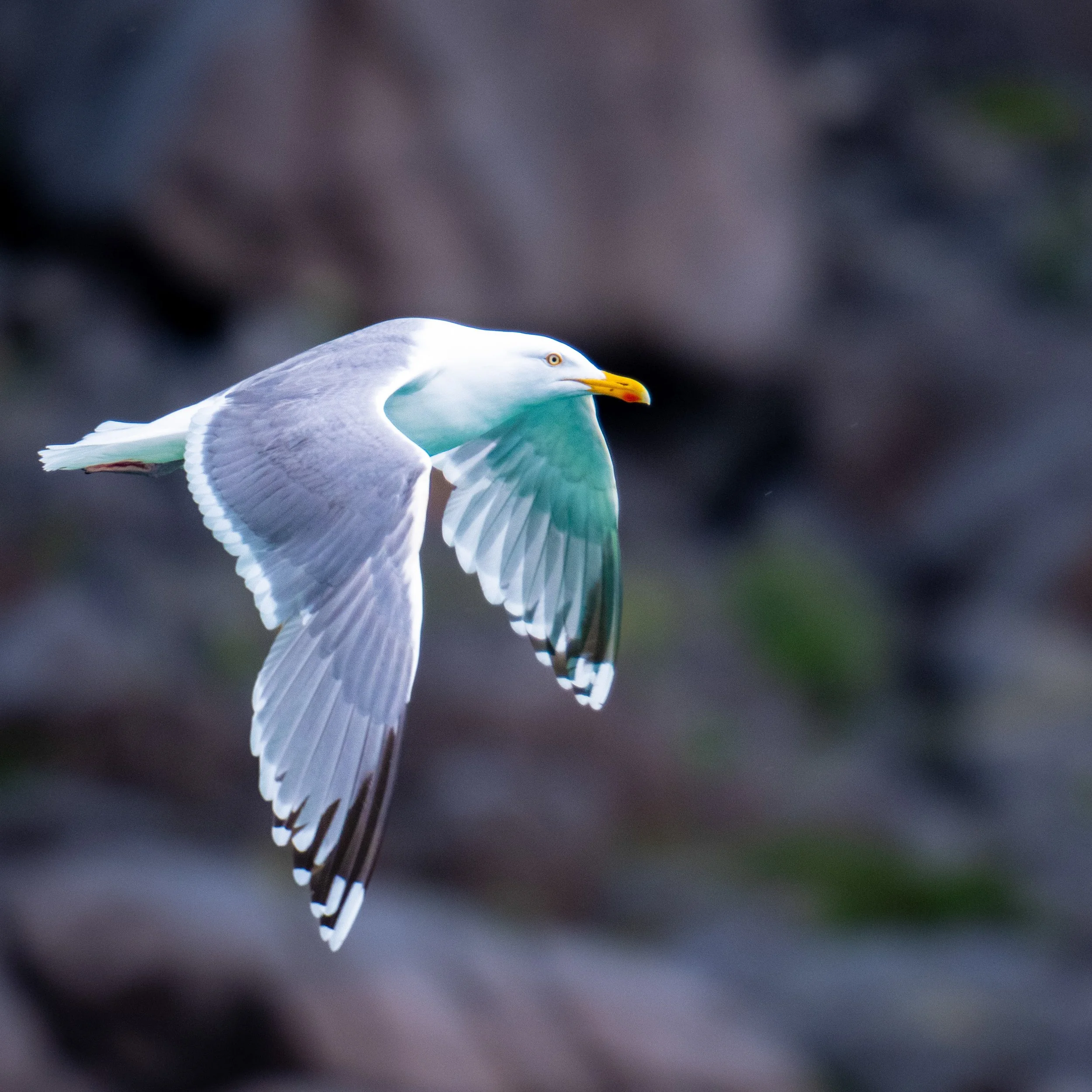 norway birds.jpg