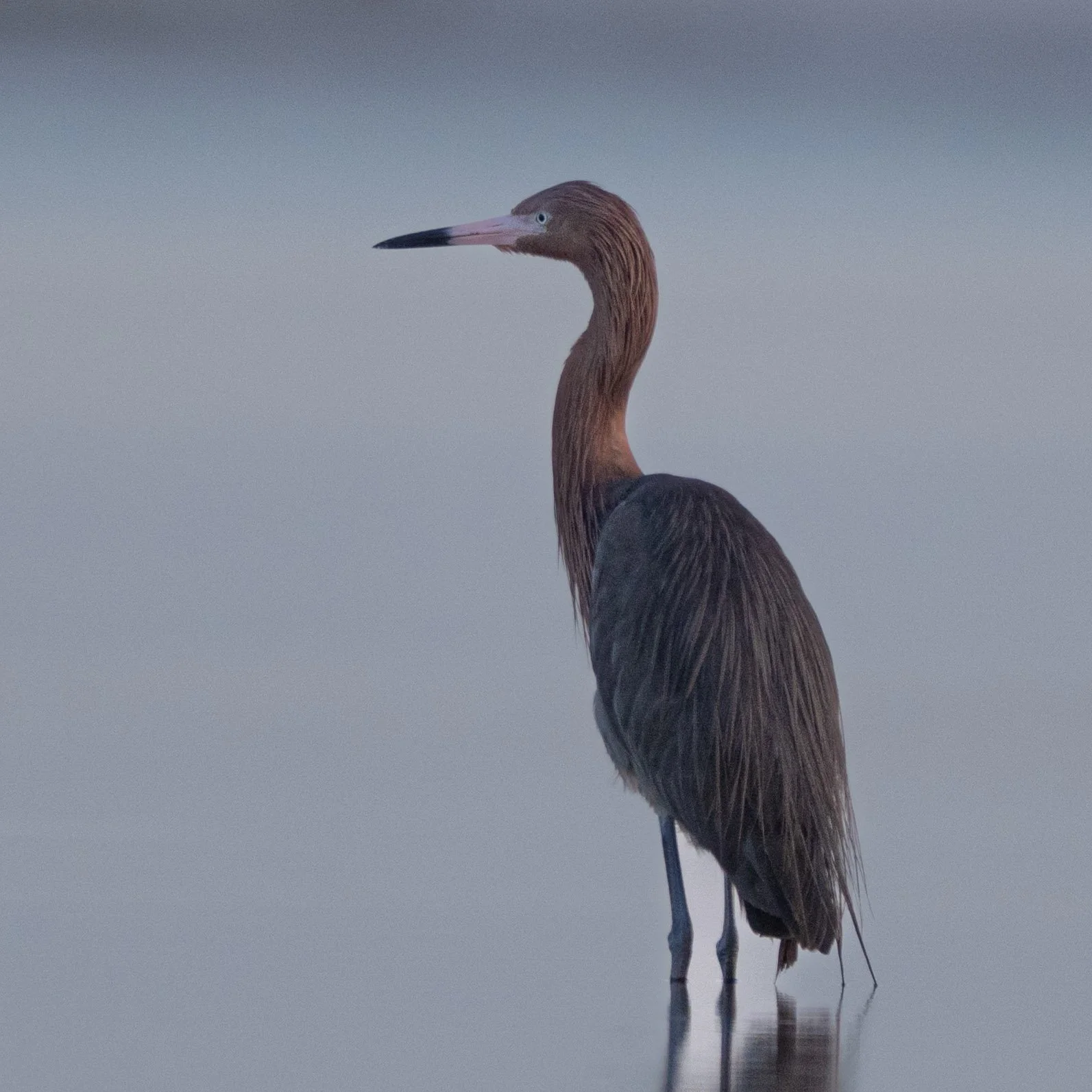 florida birds3.jpg