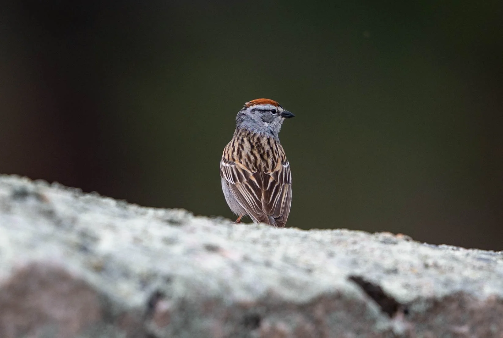 birds and lake district-6.jpg