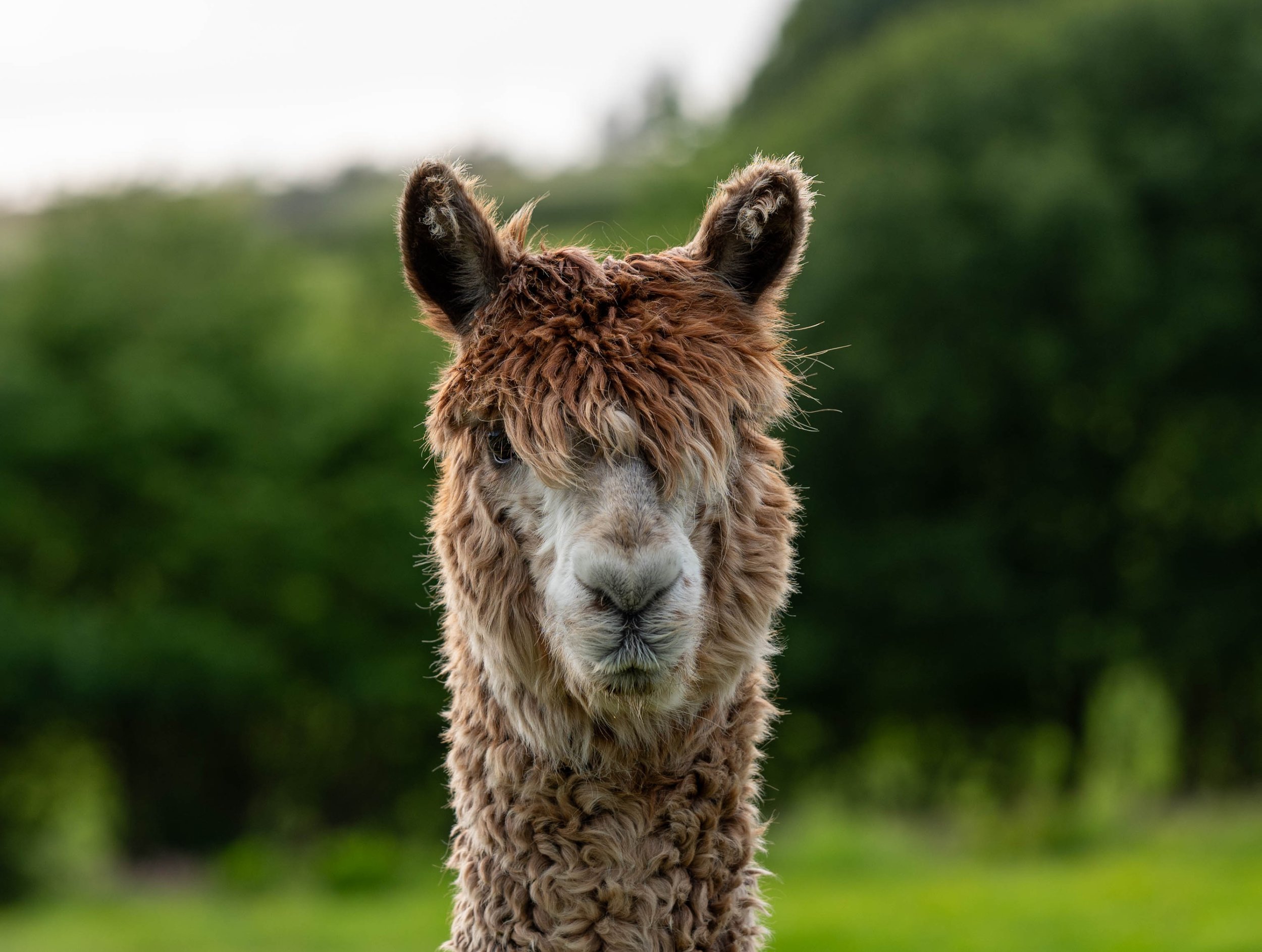 birds and lake district-13.jpg