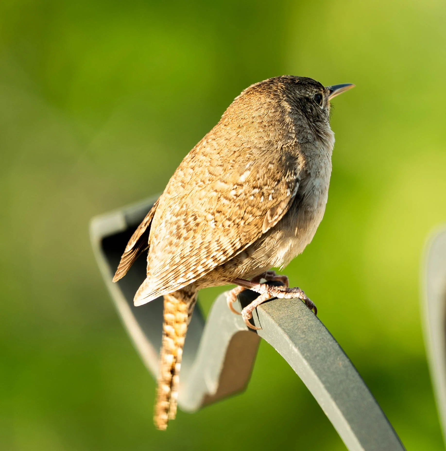 birds and lake district.jpg