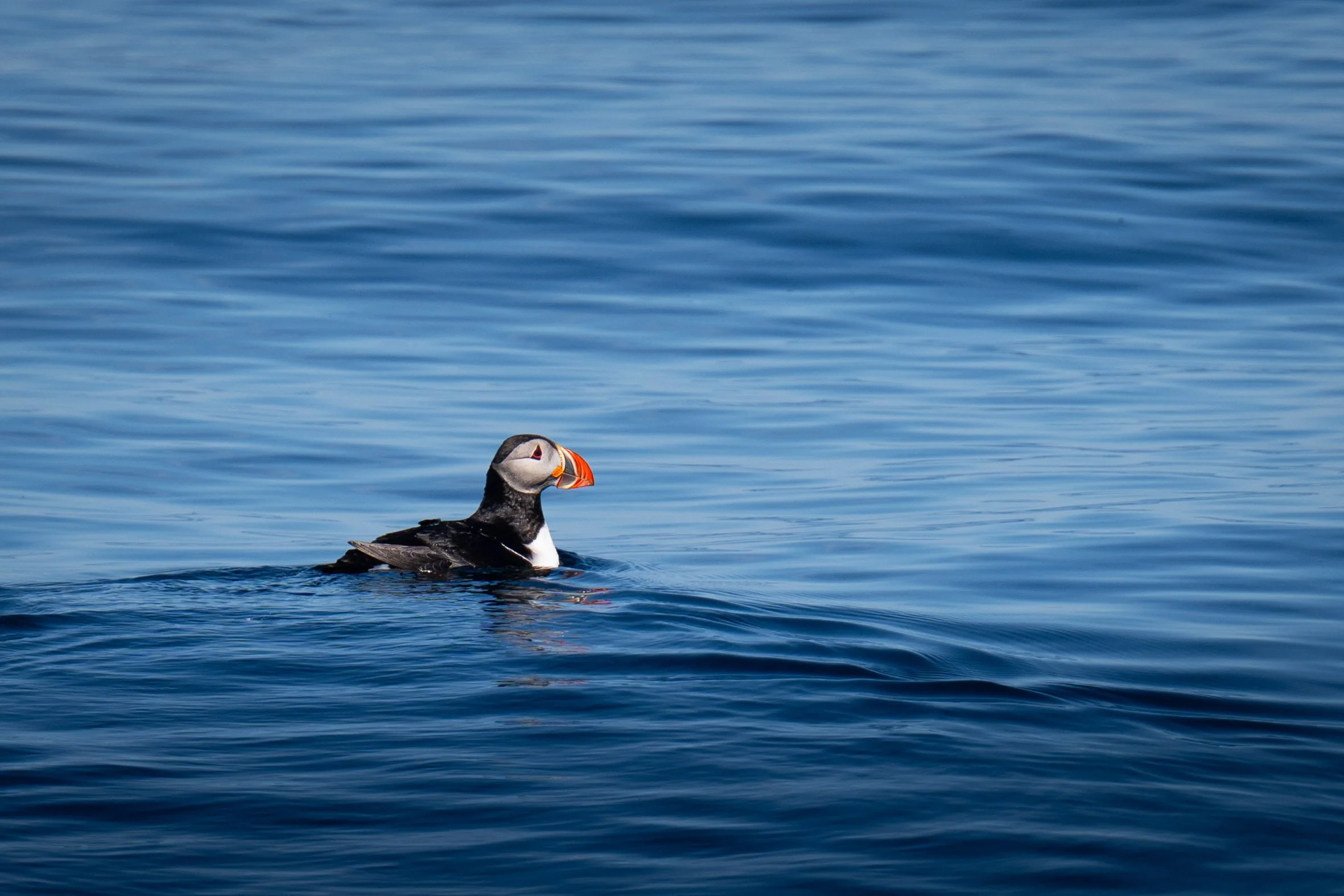 birds and seals-3.jpg