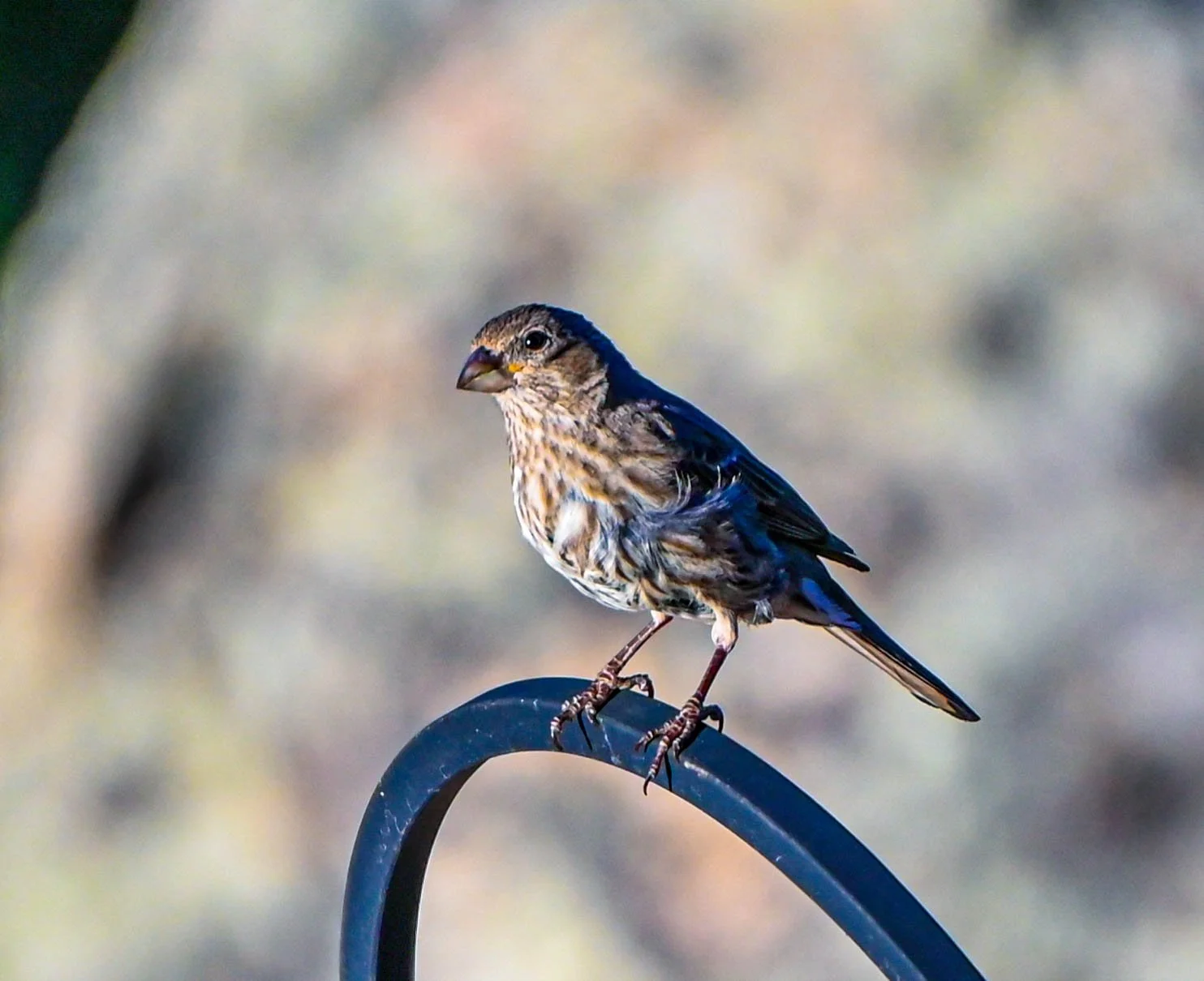 birds and lake district-15.jpg