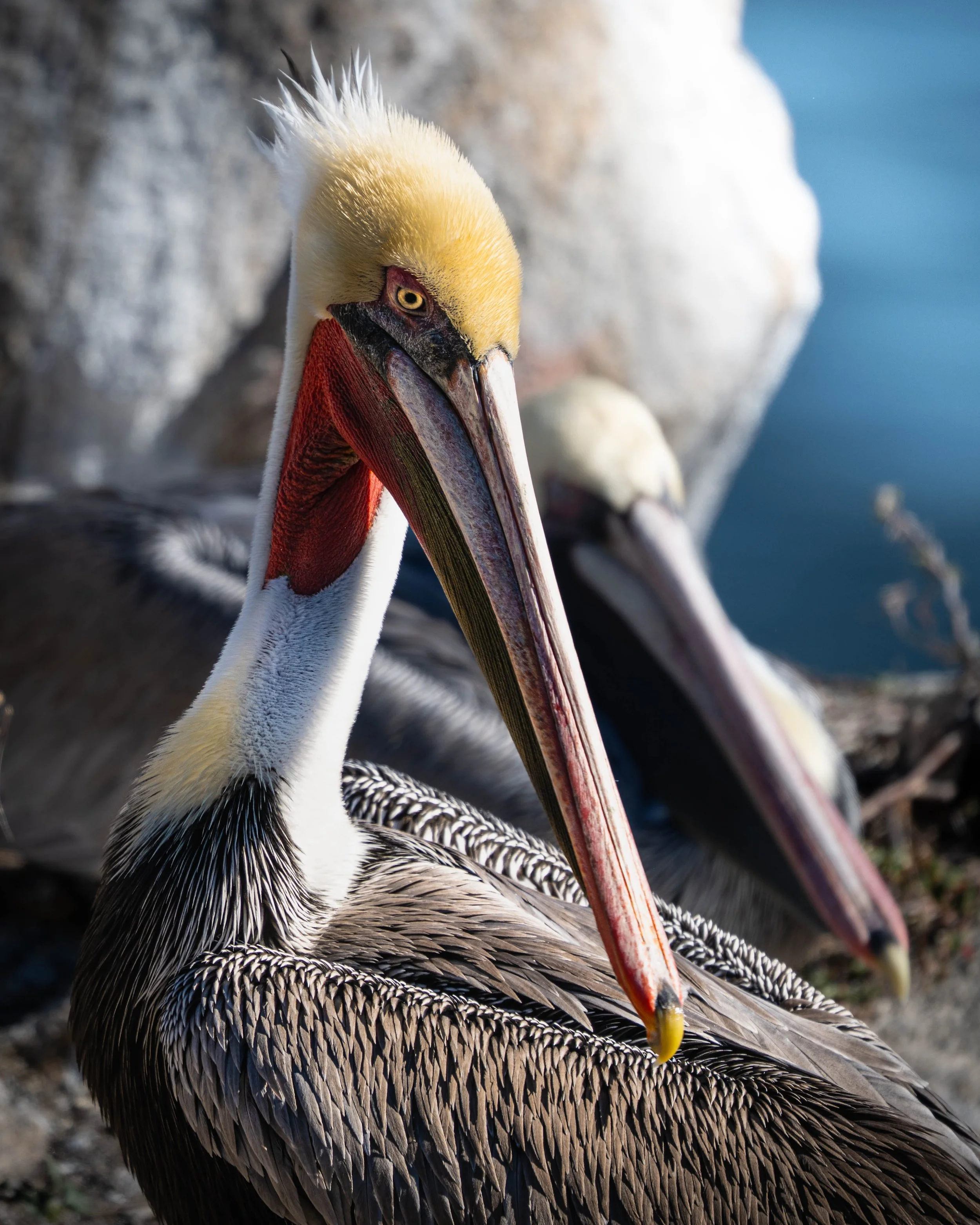 Monterey Bay Landscape and Wildlife-5.jpg
