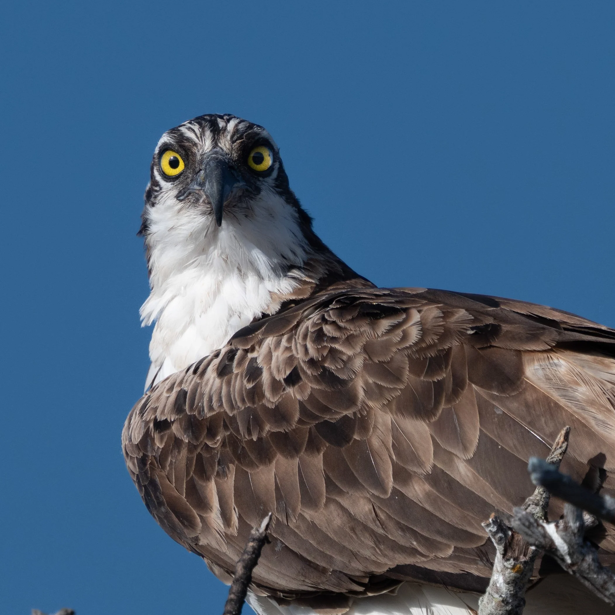 florida birds3-6.jpg