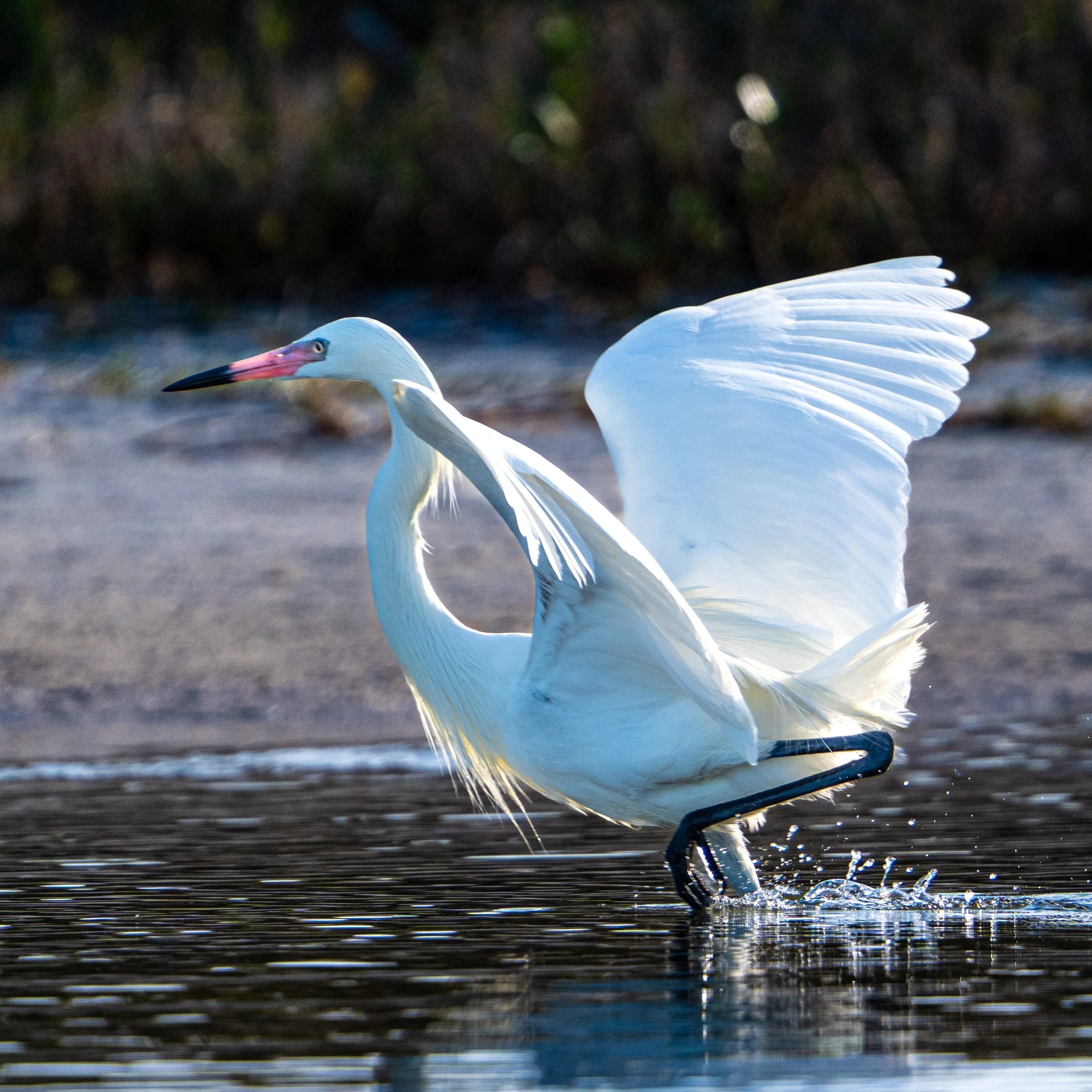florida birds3-5.jpg