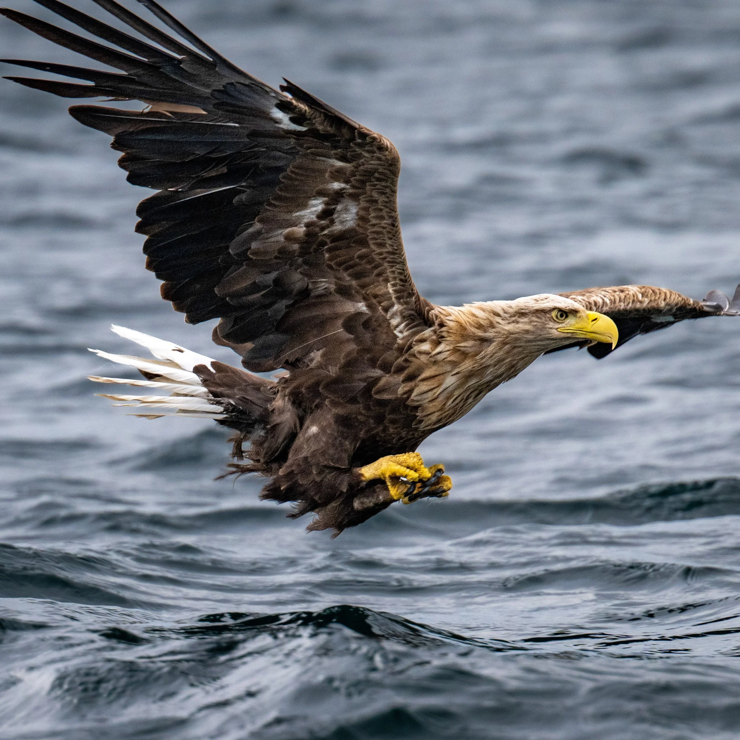 norway birds-3.jpg