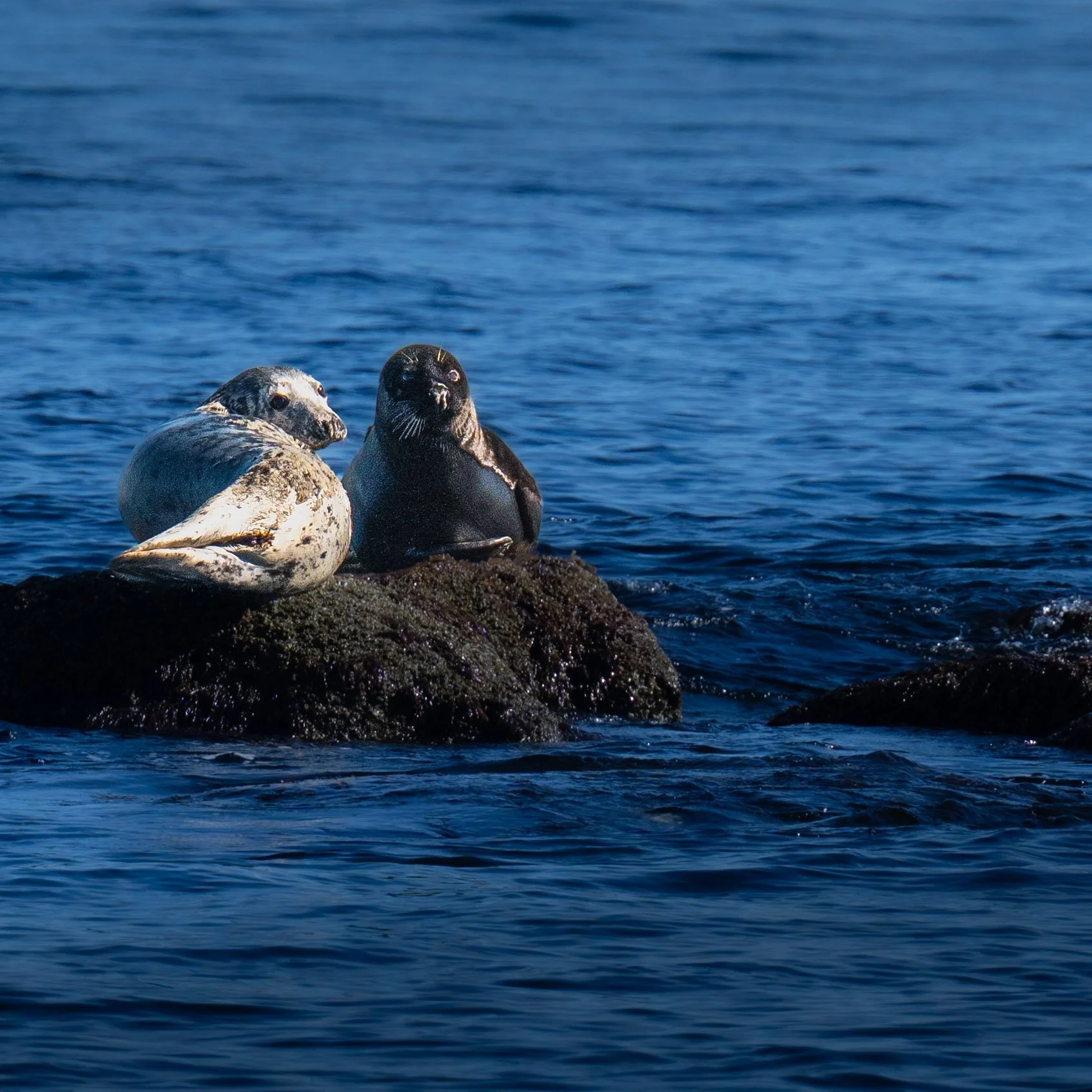 birds and seals-6.jpg