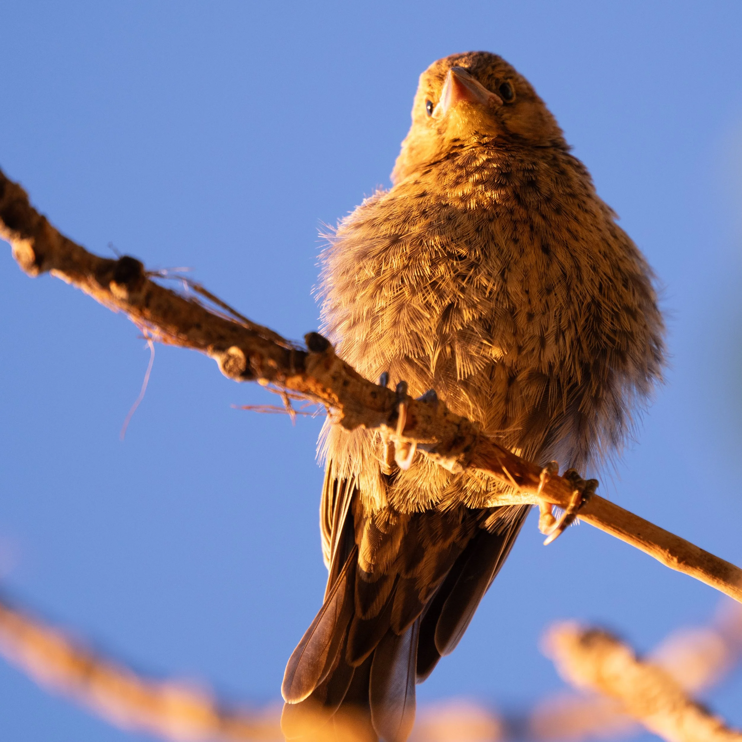 denver birds-2.jpg