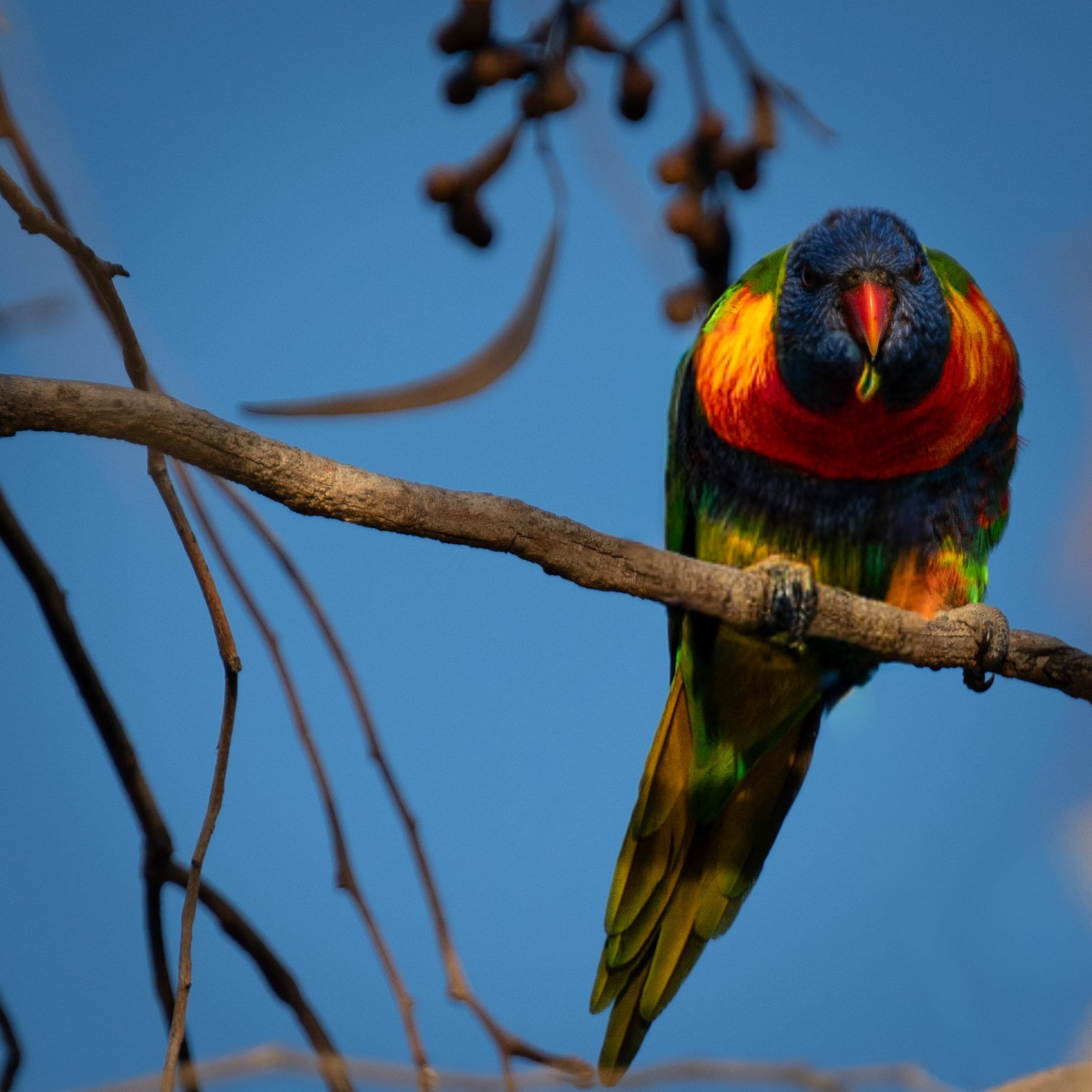 australia birds3.jpg