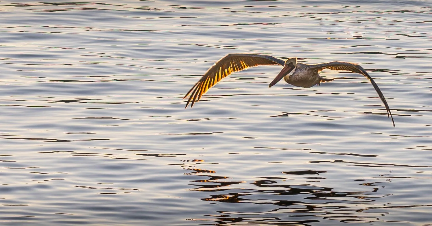 Monterey Bay Landscape and Wildlife-7.jpg