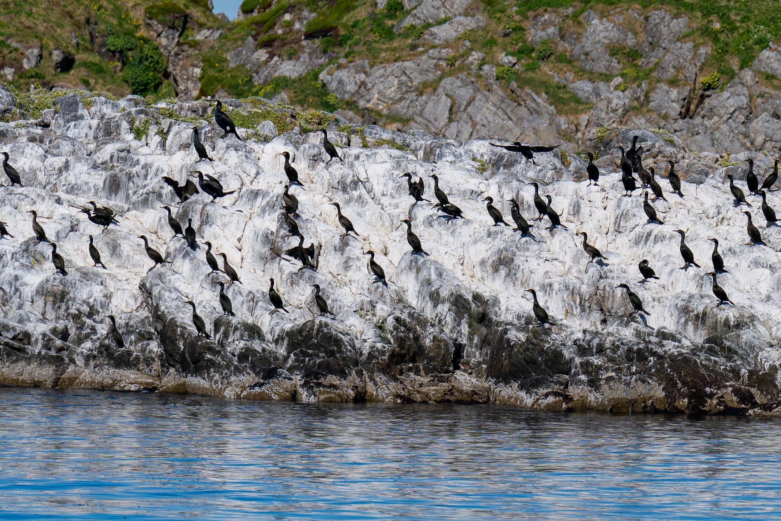 birds and seals-2.jpg