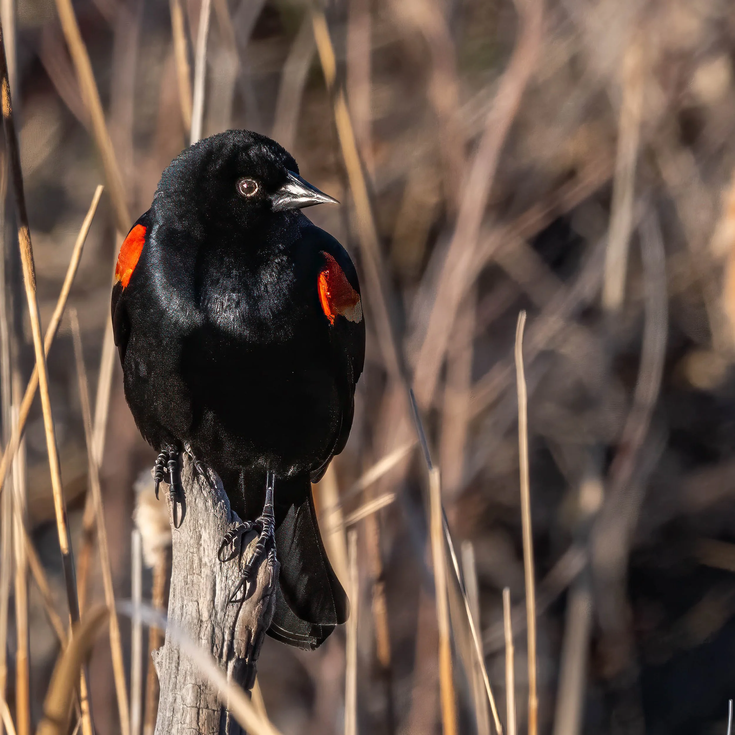 pella crossing-2.jpg