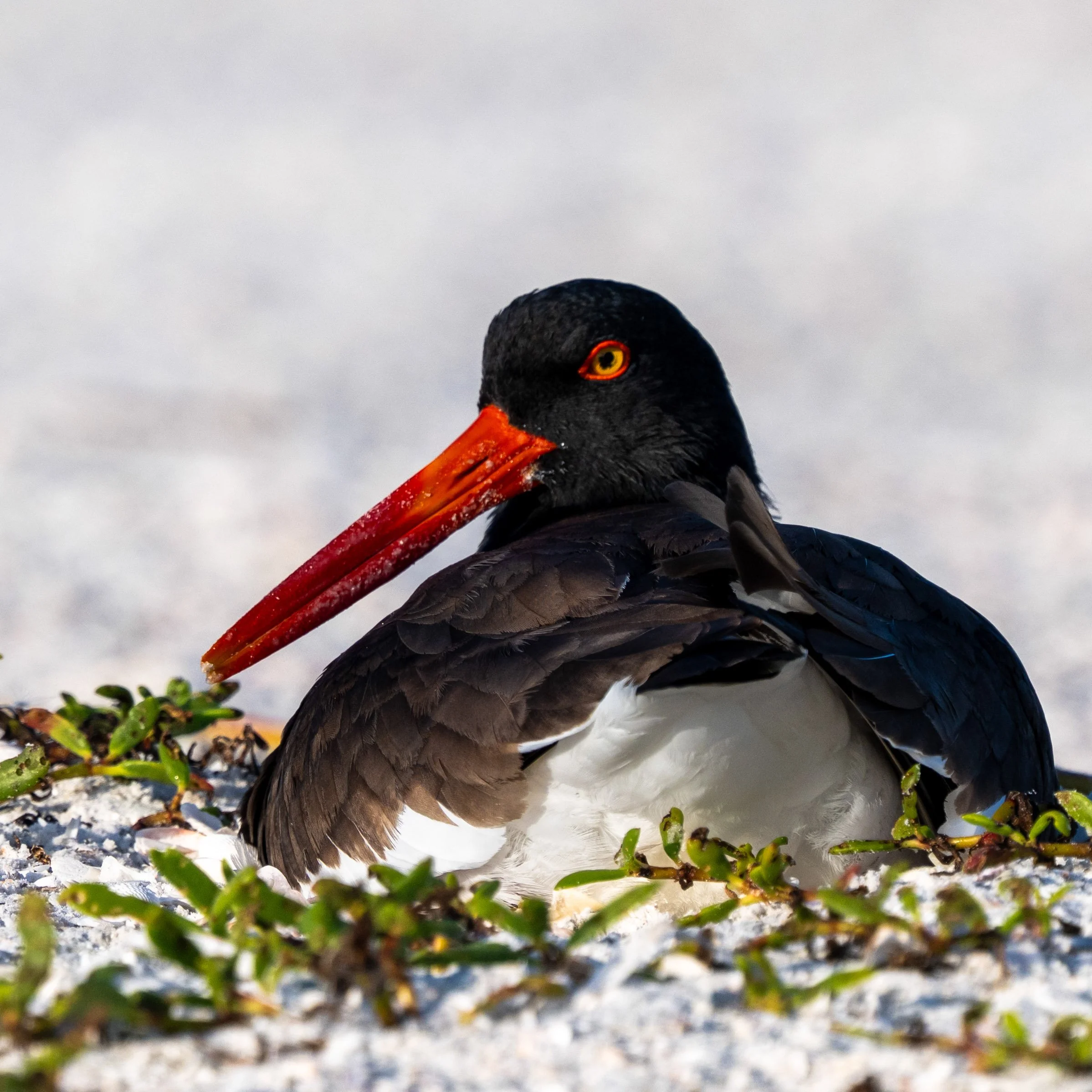 florida birds3-4.jpg