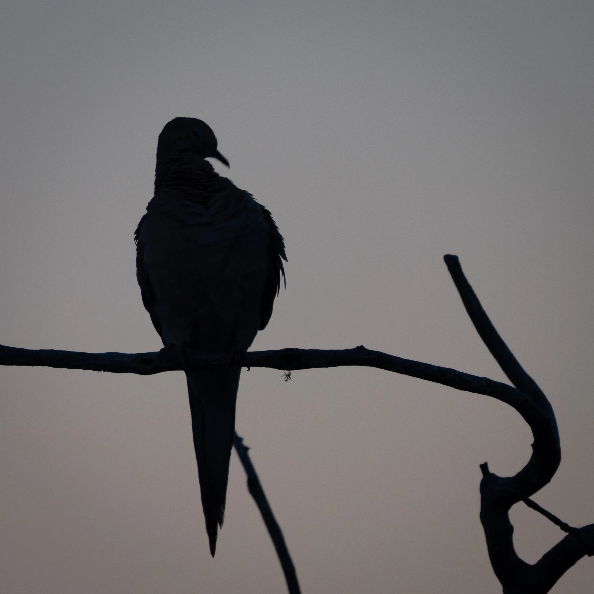 denver birds2.jpg