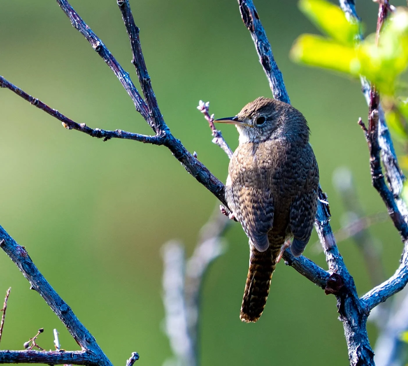 birds and lake district-2.jpg