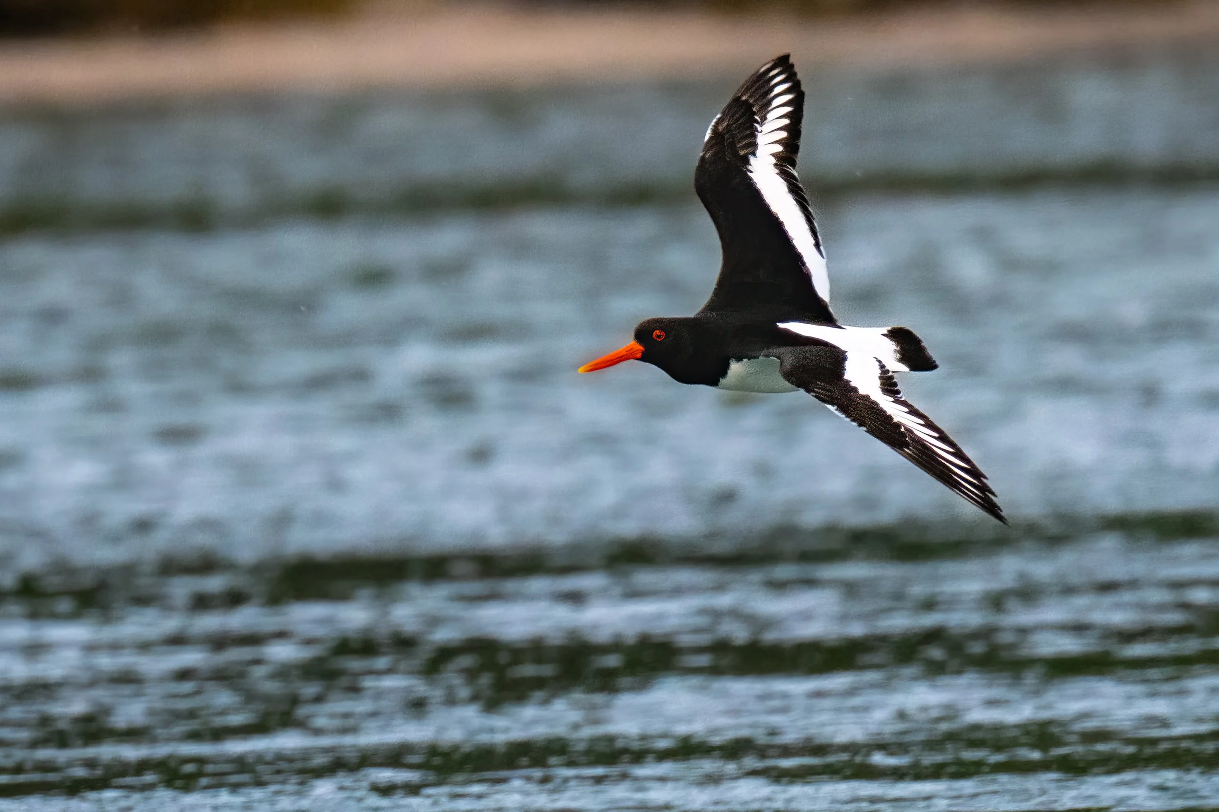 norway birds-2.jpg