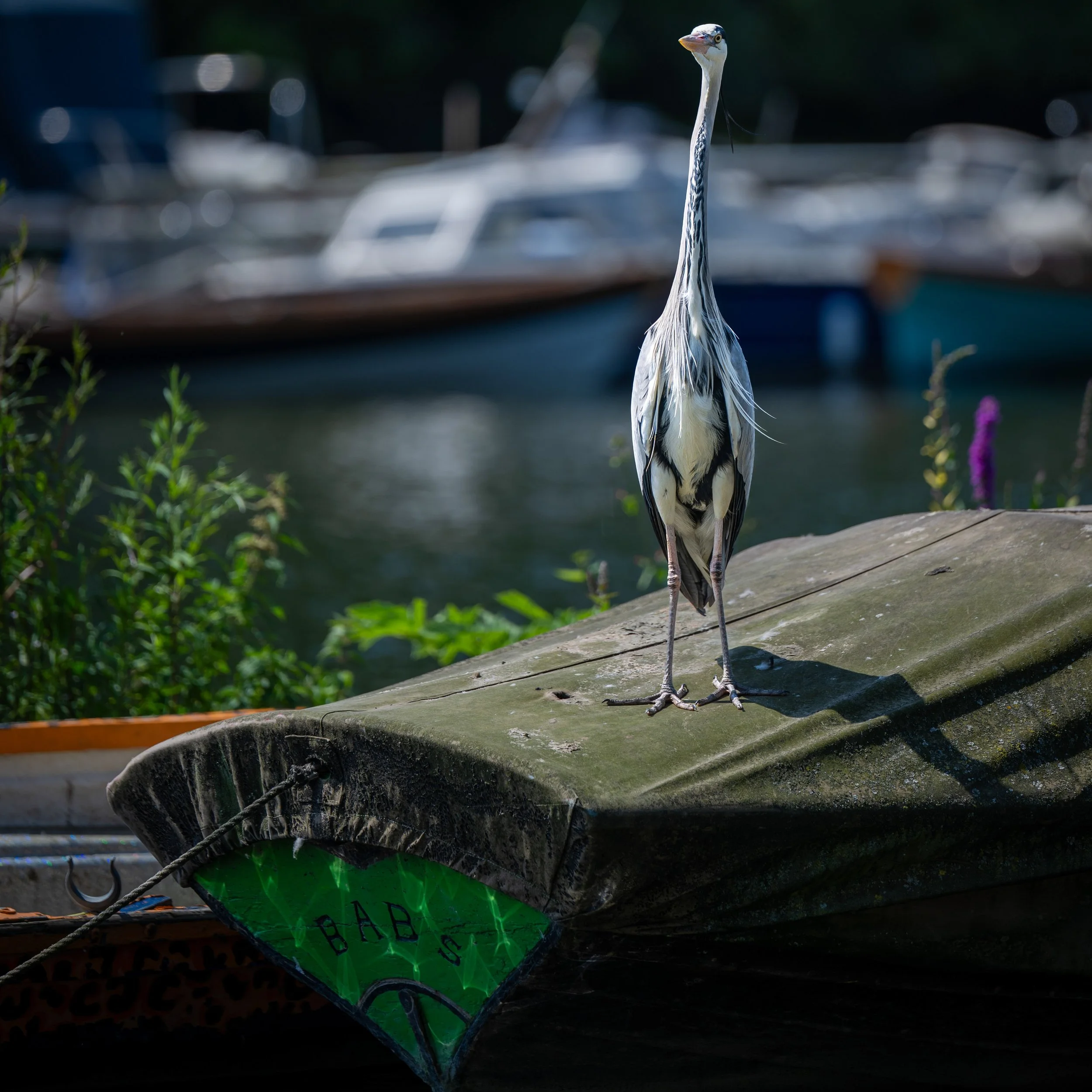 richmond birds.jpg