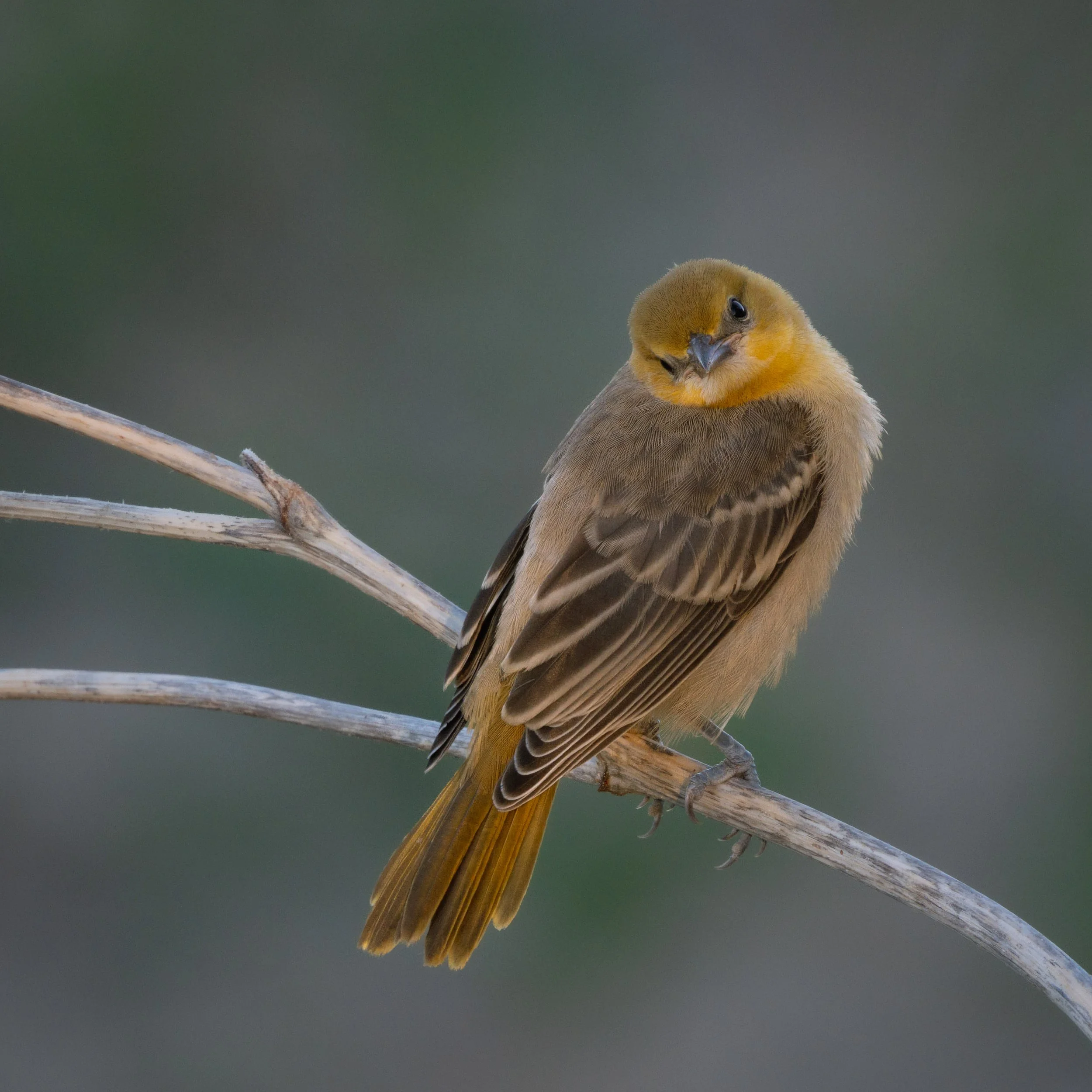denver birds-3.jpg