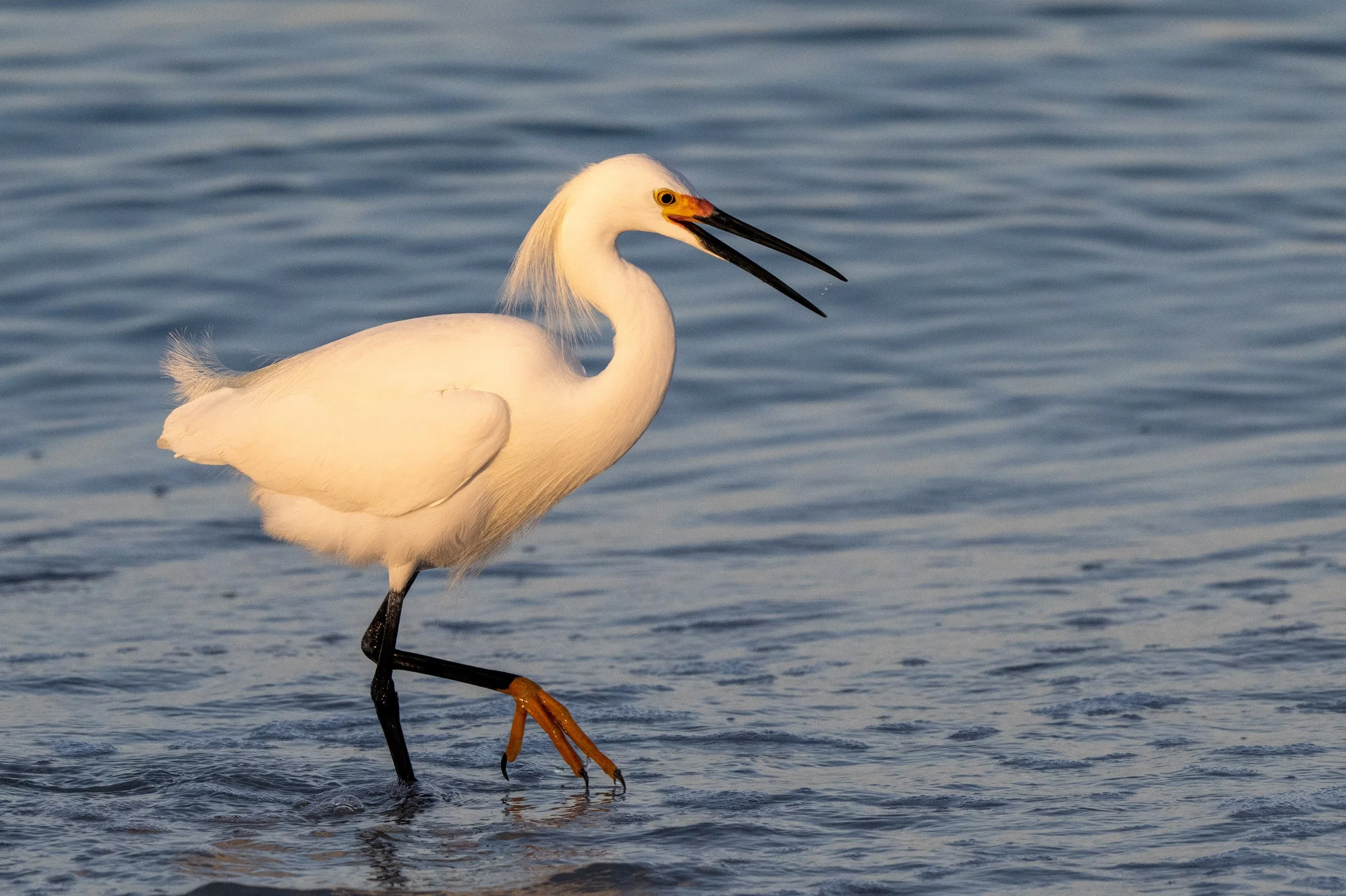florida birds4-2.jpg