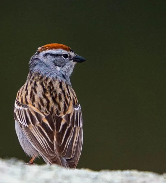 birds and lake district-5.jpg