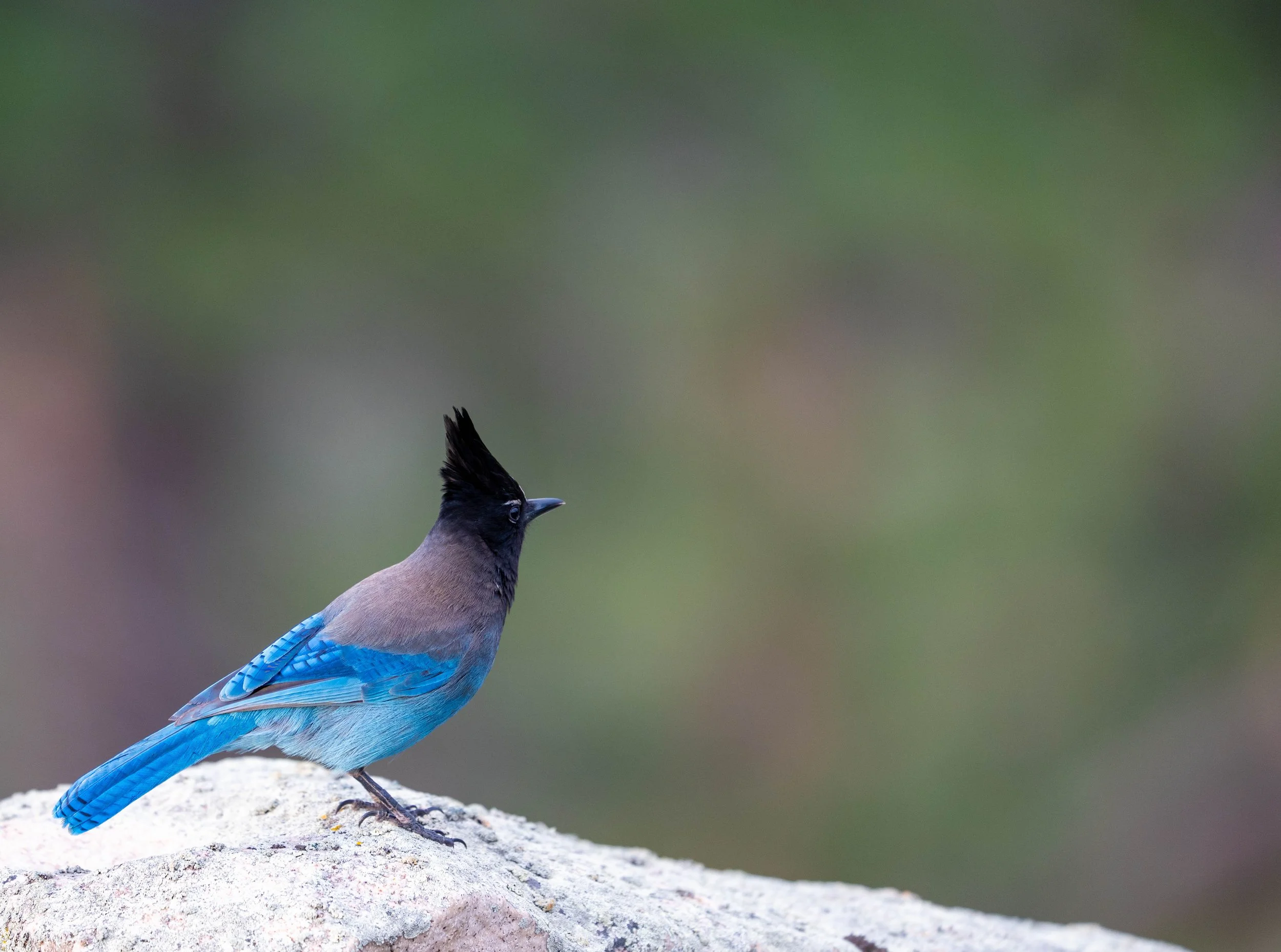 birds and lake district-3.jpg