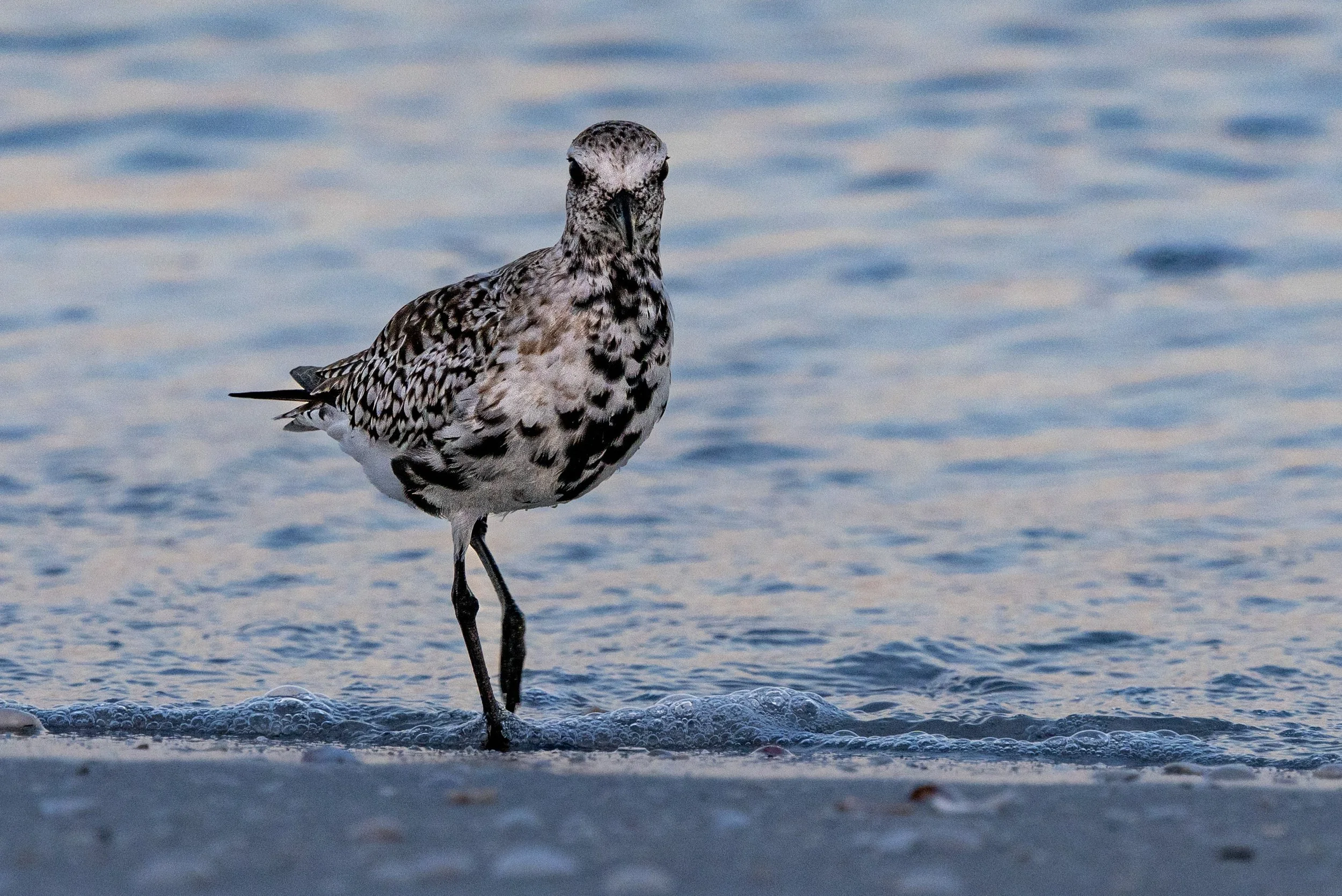 florida birds4.jpg