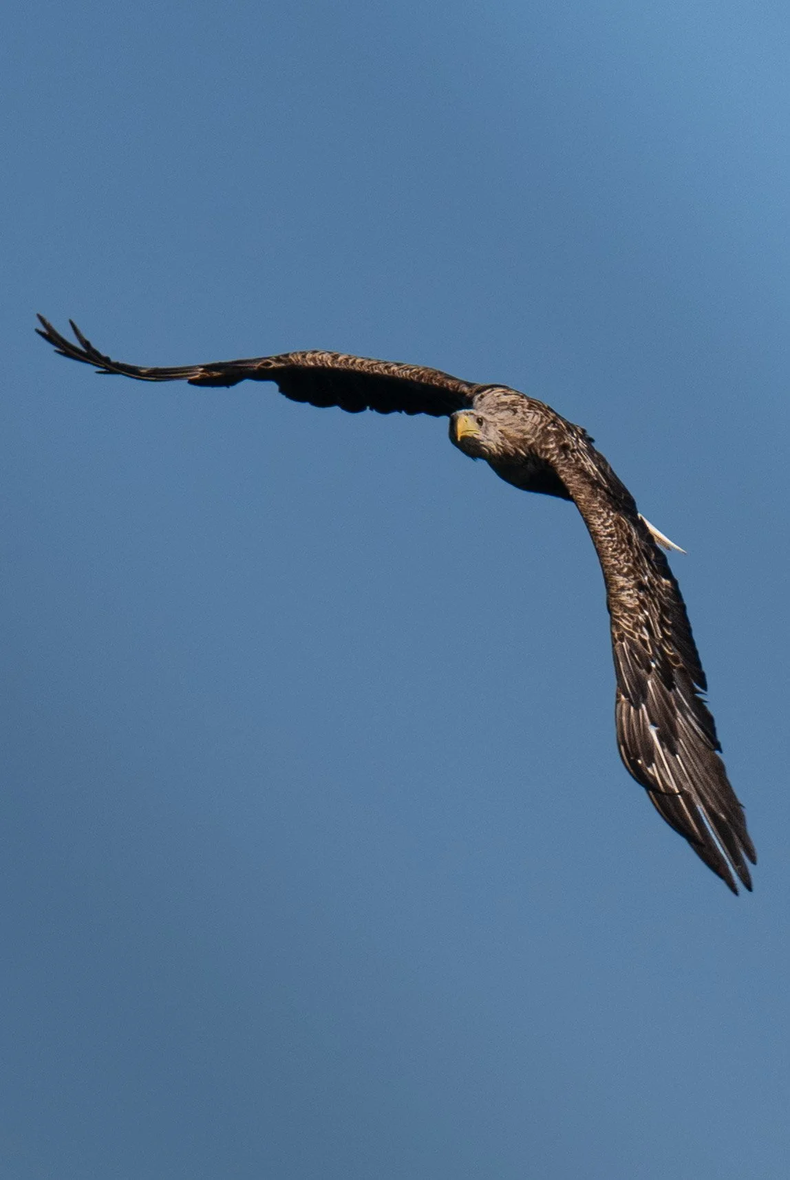 birds and seals-4.jpg