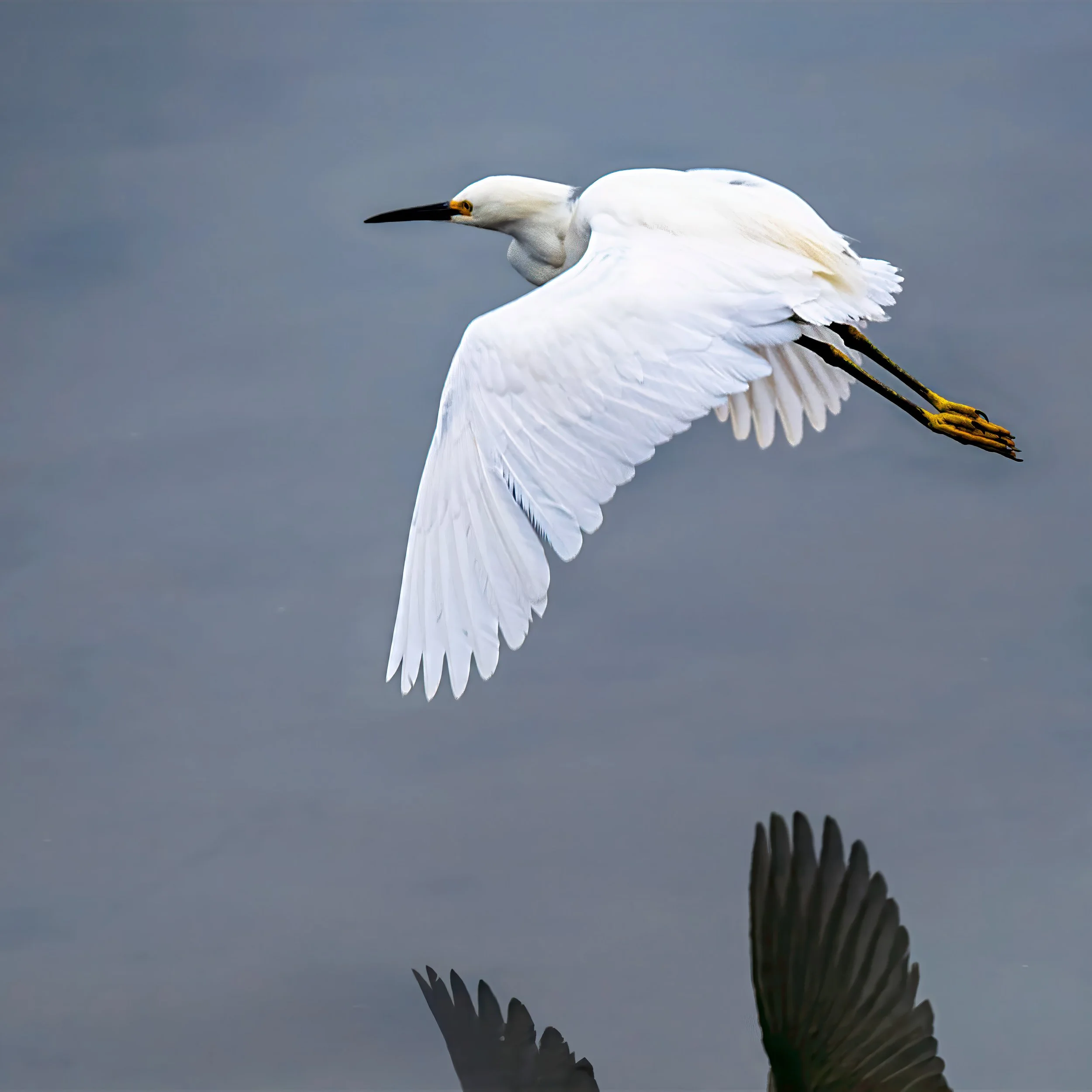 california birds-2.jpg