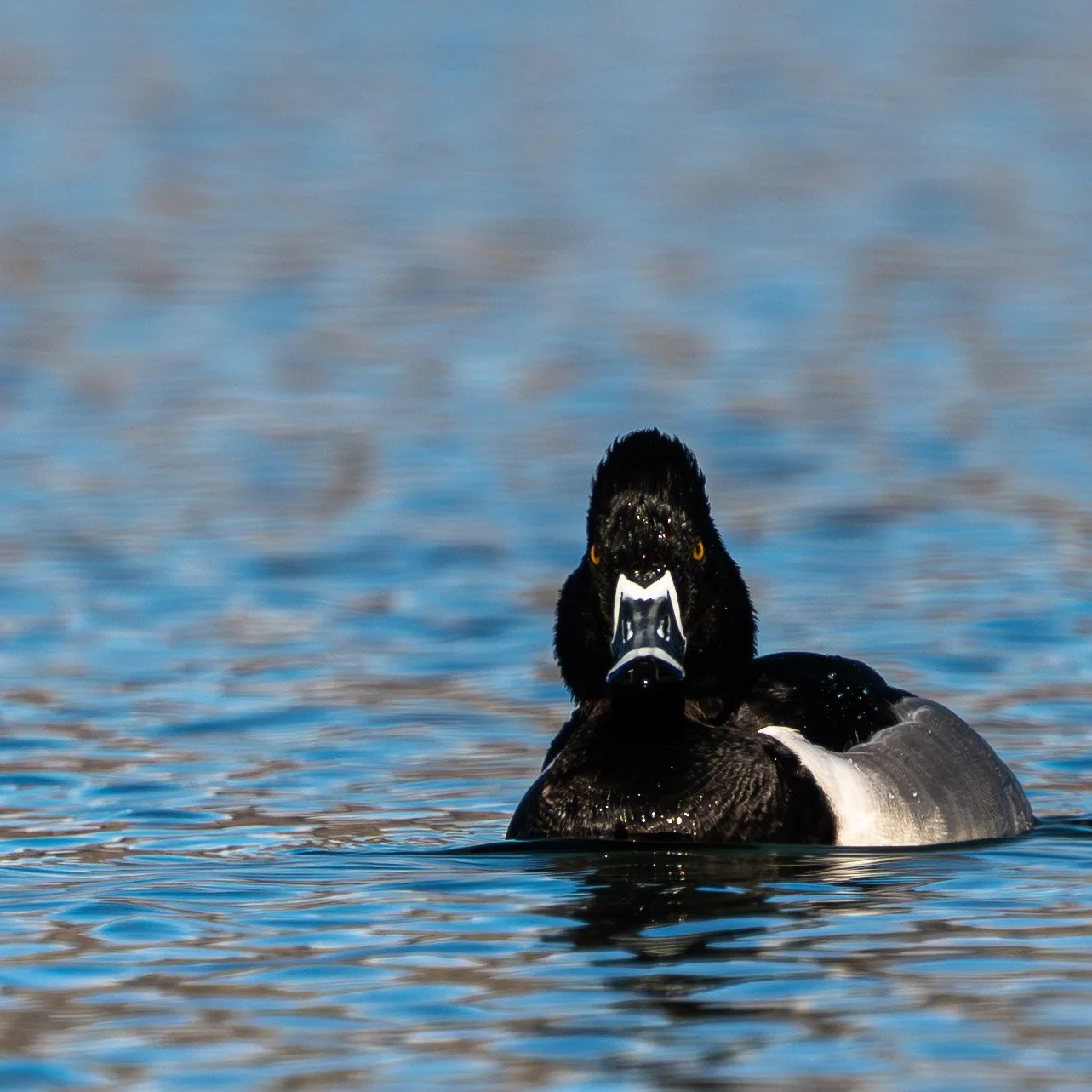 easter 2026 ducks square-2.jpg