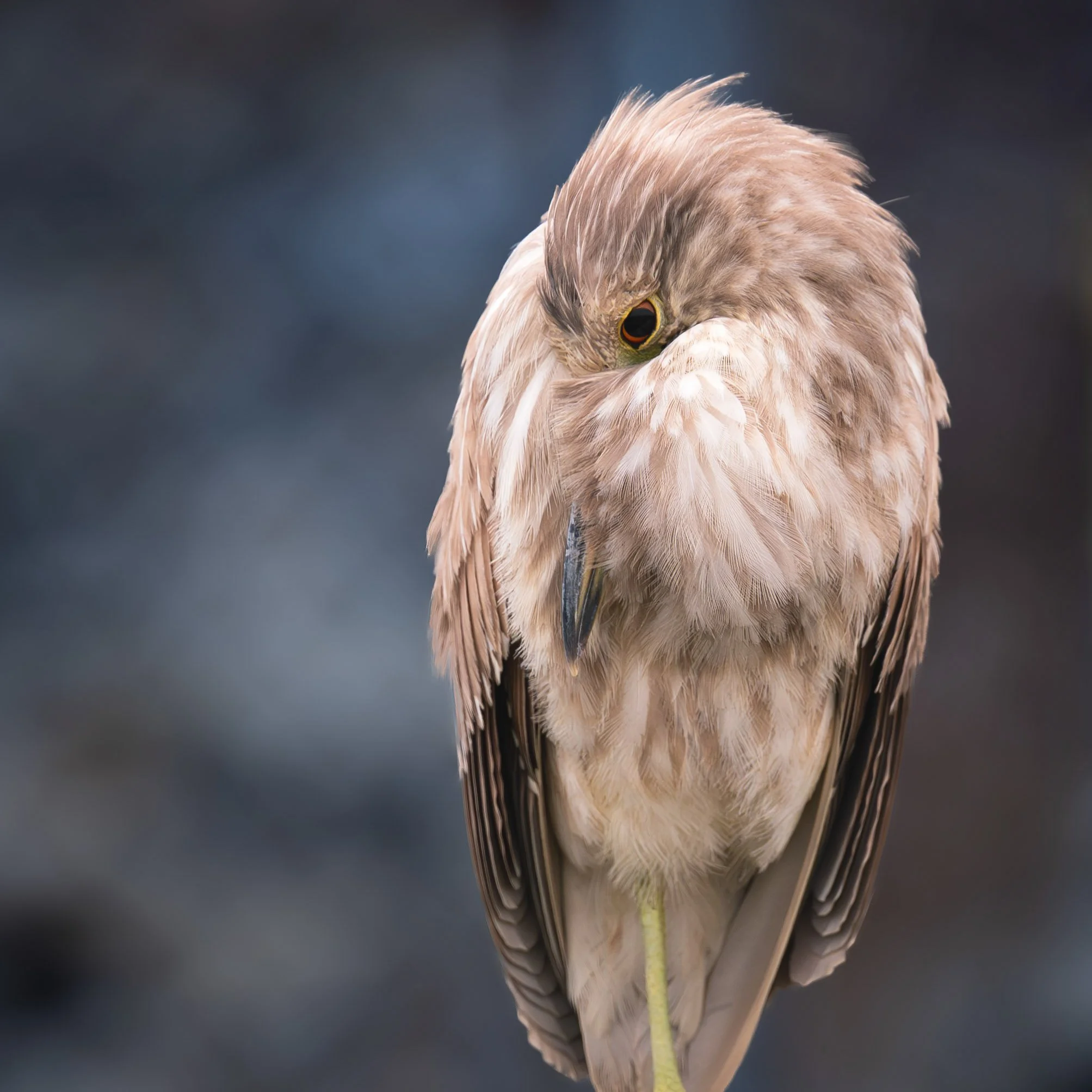 california birds-3.jpg