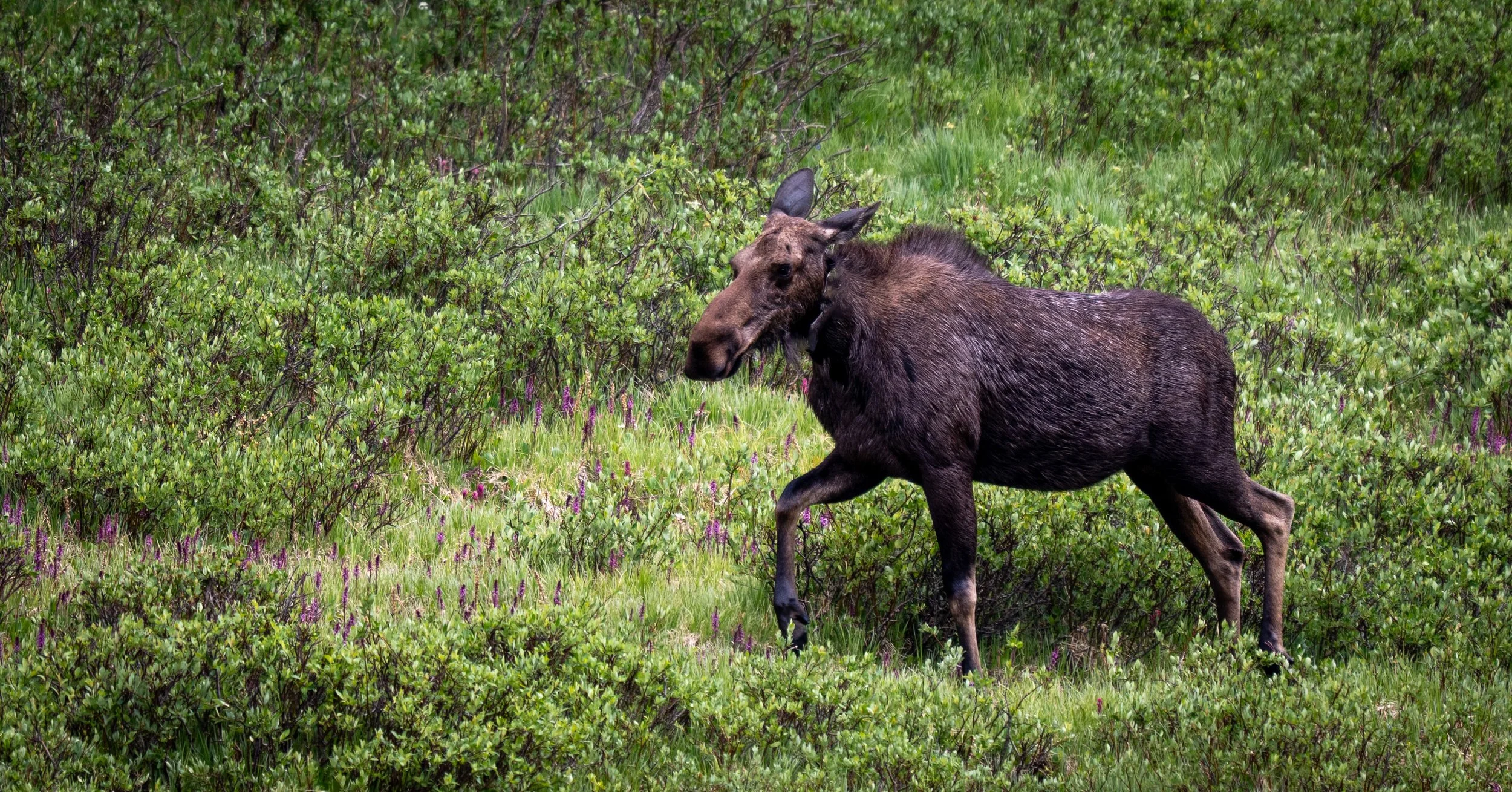 moose.jpg