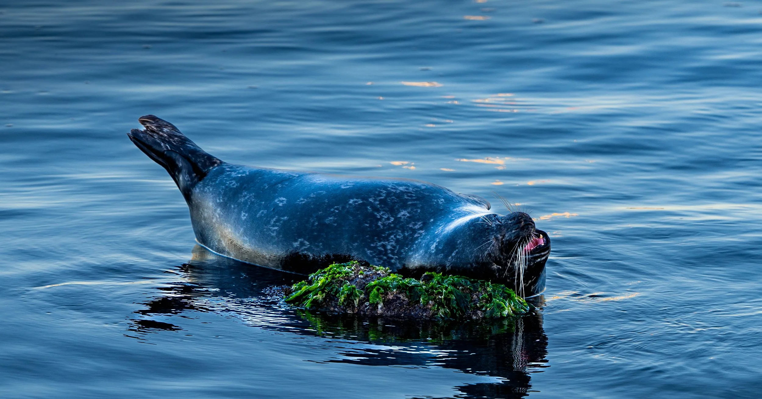 Monterey Bay Landscape and Wildlife-4.jpg