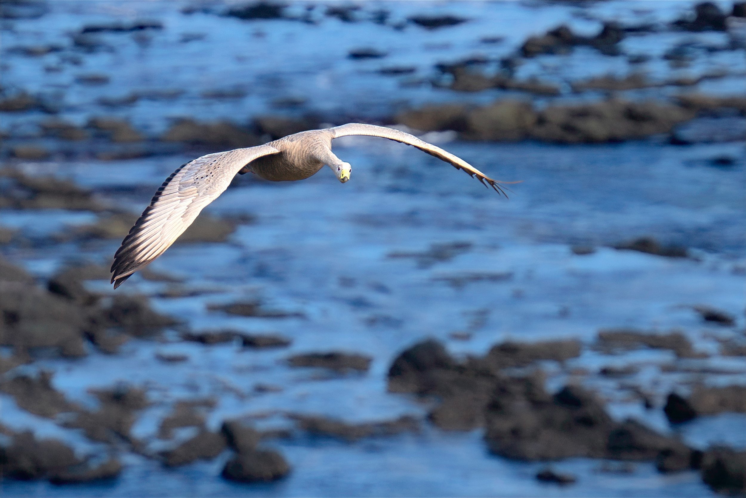 australia birds.jpg