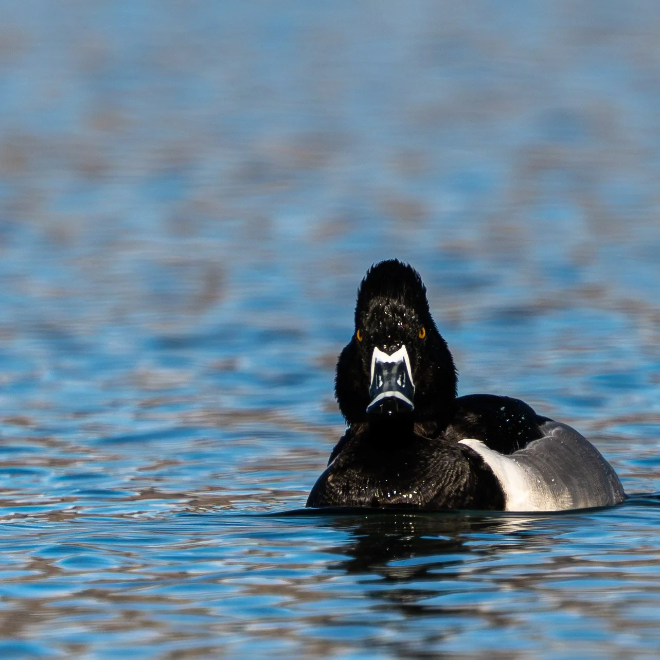 boulder birds4.jpg