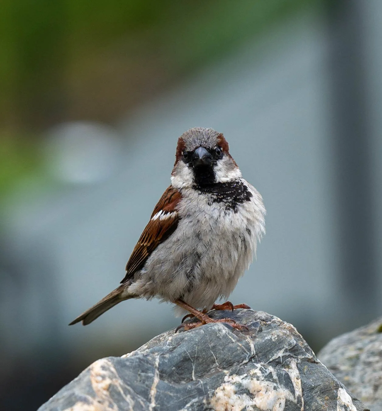 birds and lake district-14.jpg