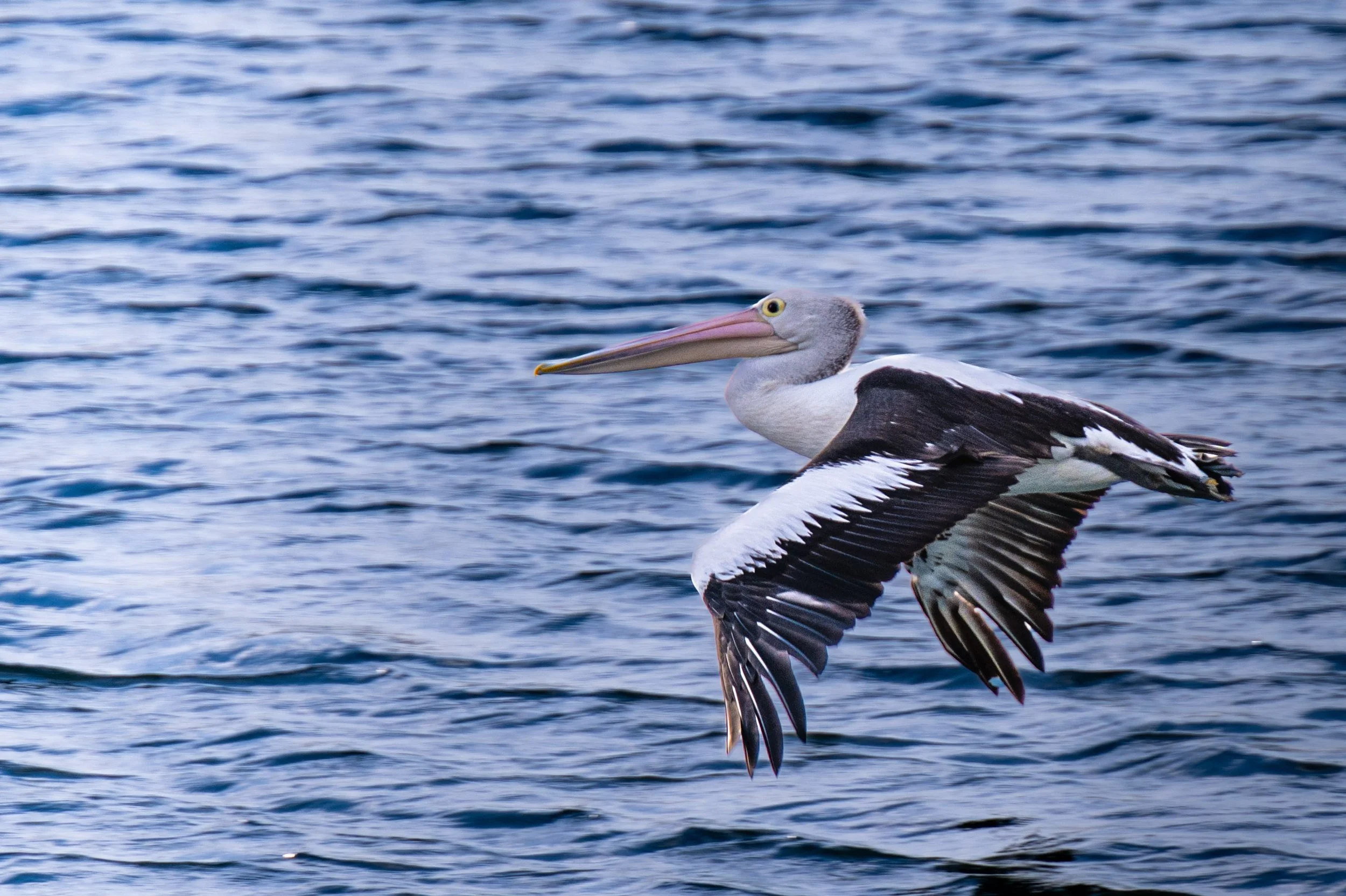 australia birds2.jpg