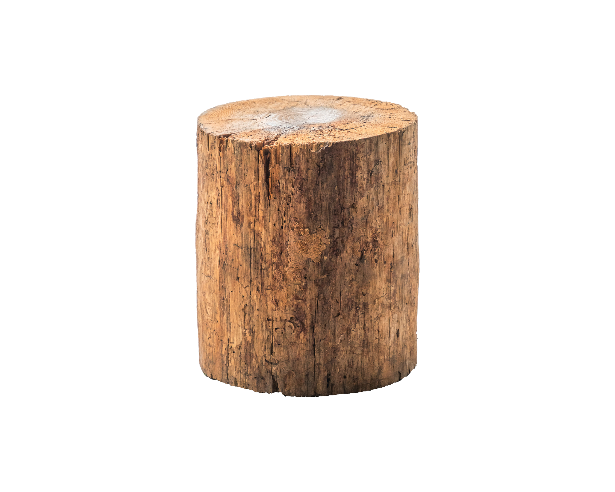 Photo d'un tronc d'arbre pour intégrer dans un décor de noËl nature