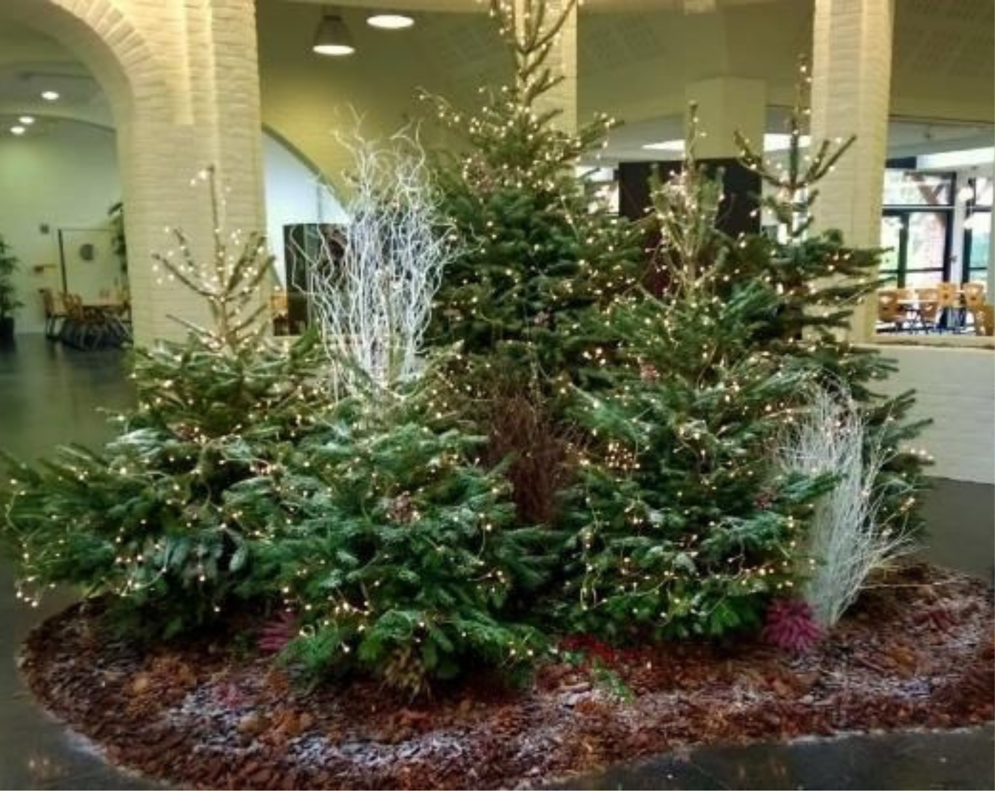 Photo d'inspiration d'un décor de noËl, immersion dans un petit coin de forêt.