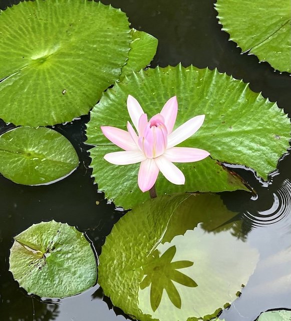 pink lotus flower
