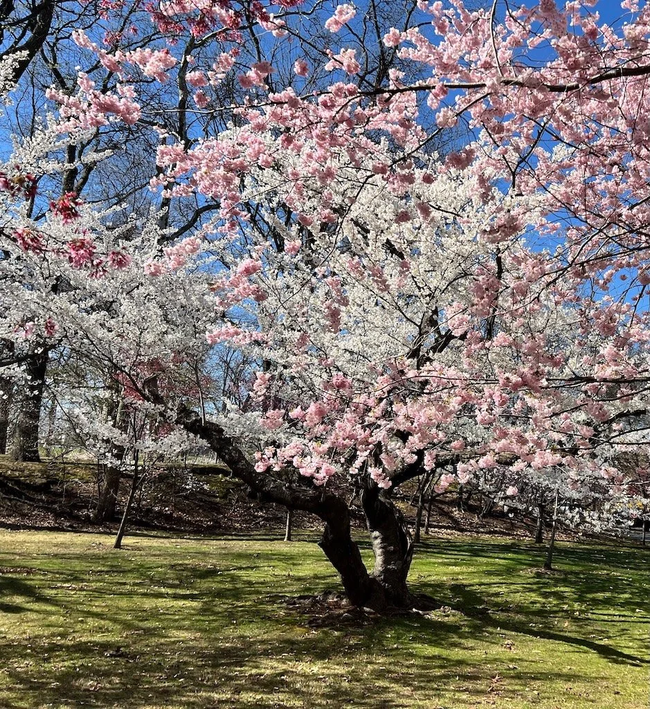 blossoming cherry tree