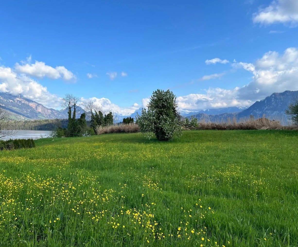 A lush green field with yellow wildflowers, a solitary tree with white blossoms, and mountains in the distance under a blue sky with scattered clouds.