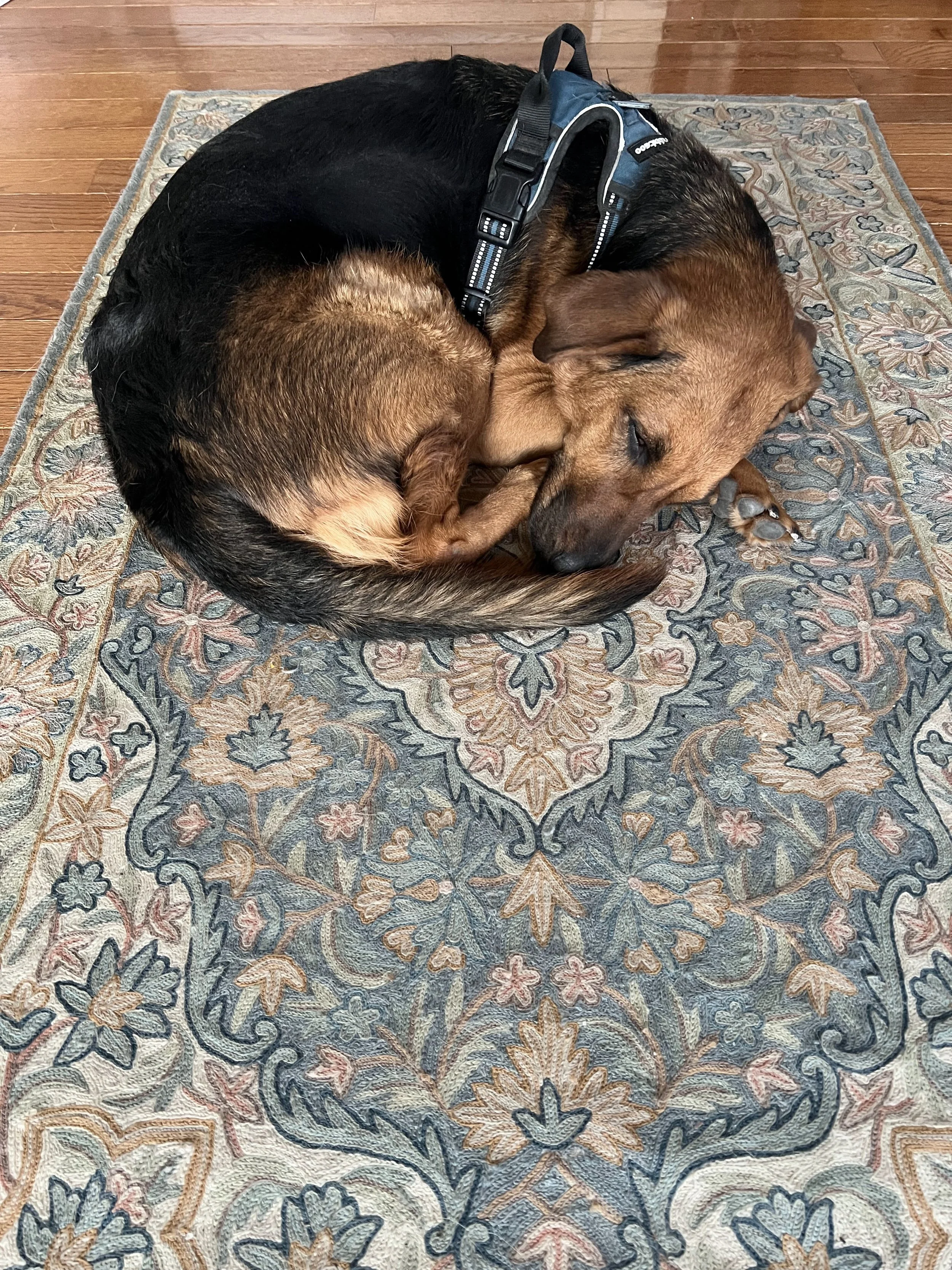 A dog with a brown face and black body curled up and sleeping on an area rug on a wooden floor.