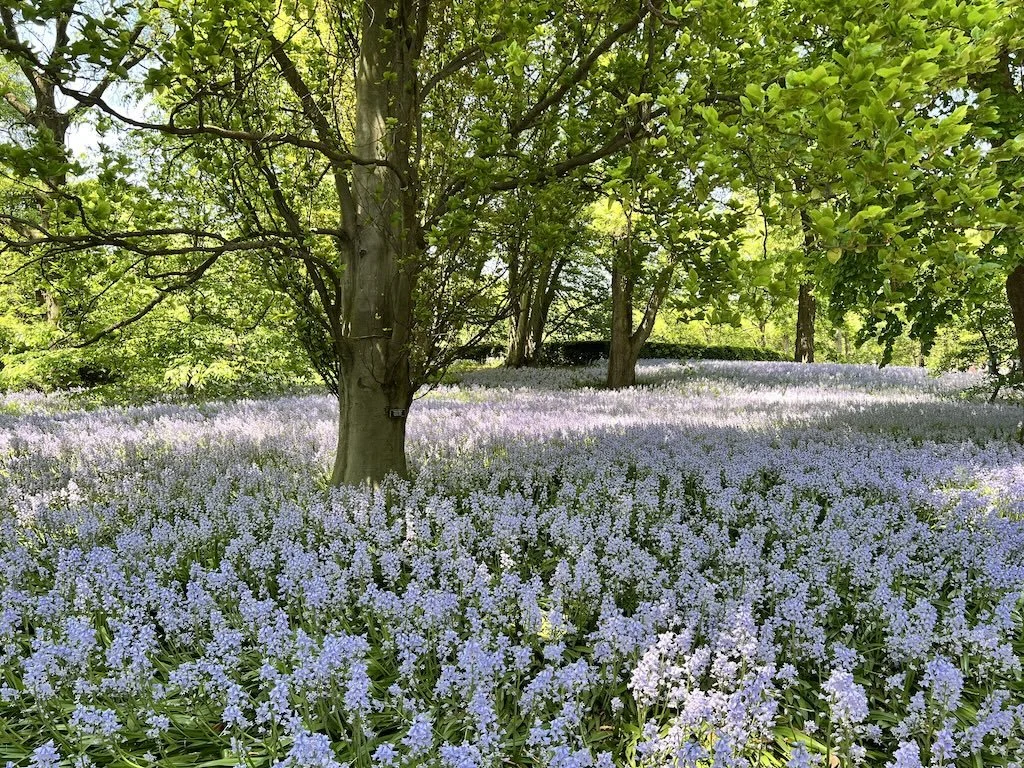 field of bluebell flowers