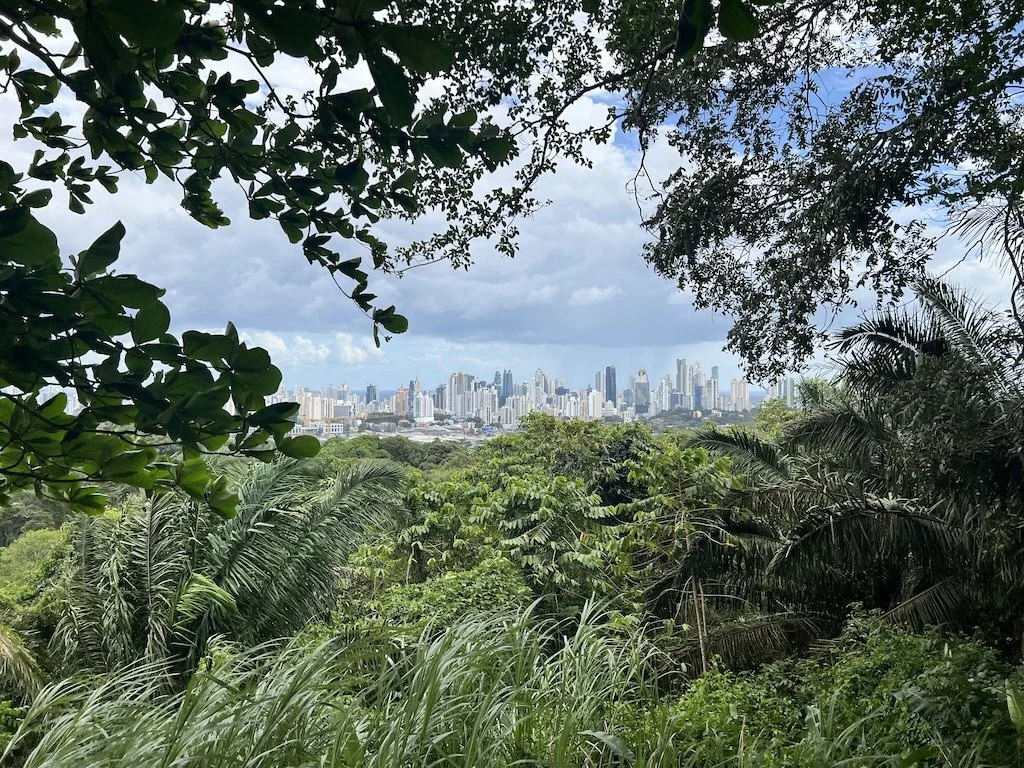 Cityscape framed by trees