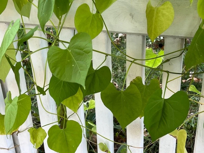 Green heart-shaped leaves of ivy climbing on a white wooden fence.