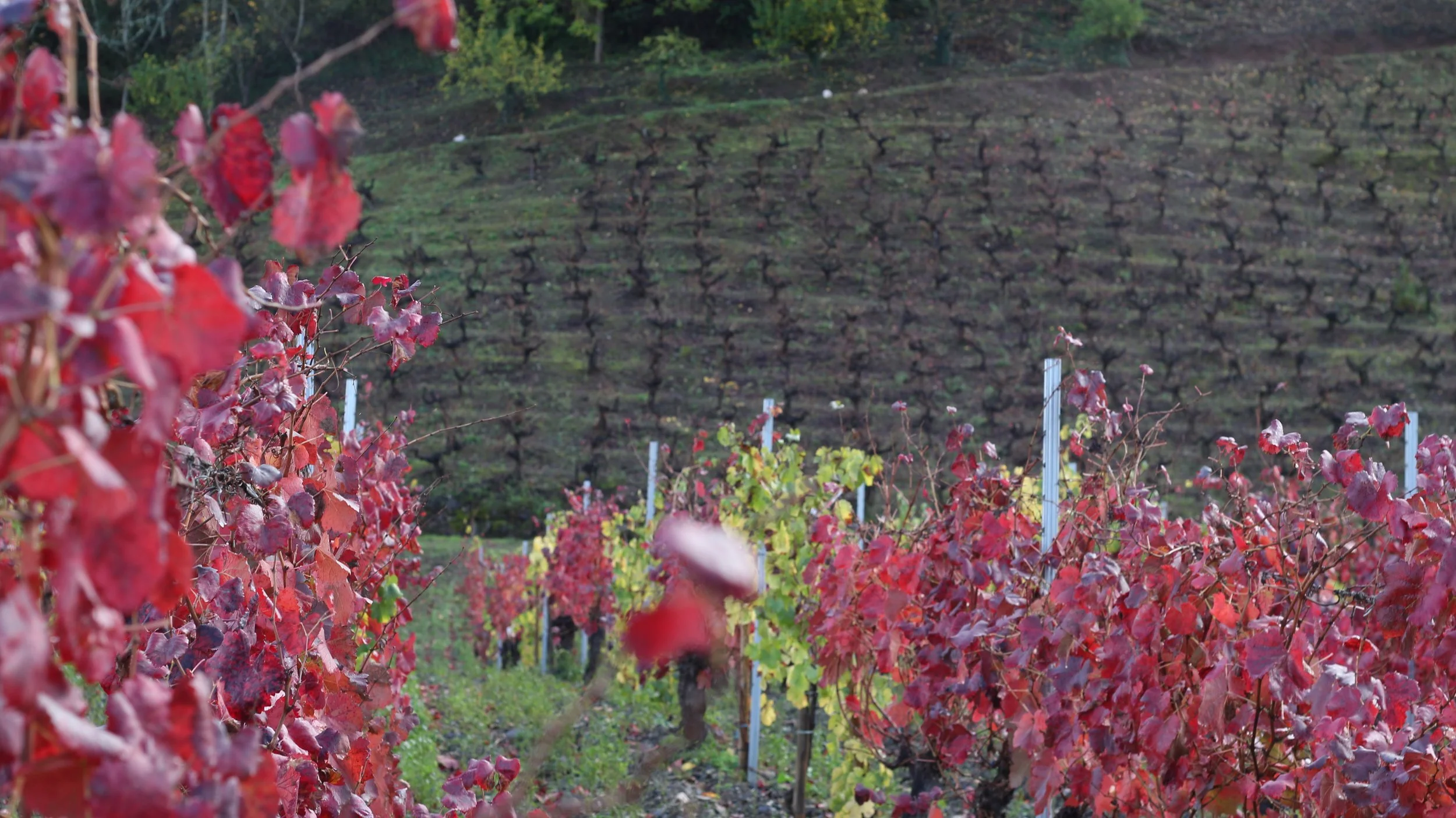 Filas de vides con hojas rojas y verdes en una viña, en una colina, durante el otoño.
